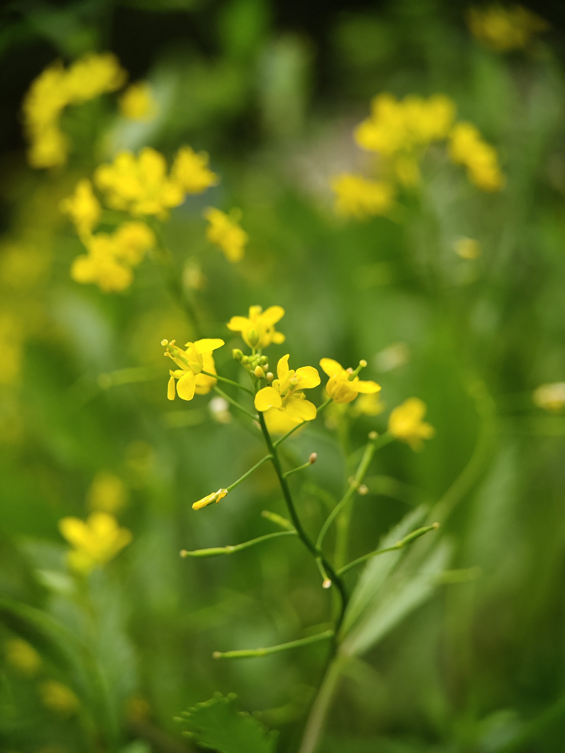 (首发)芥菜花