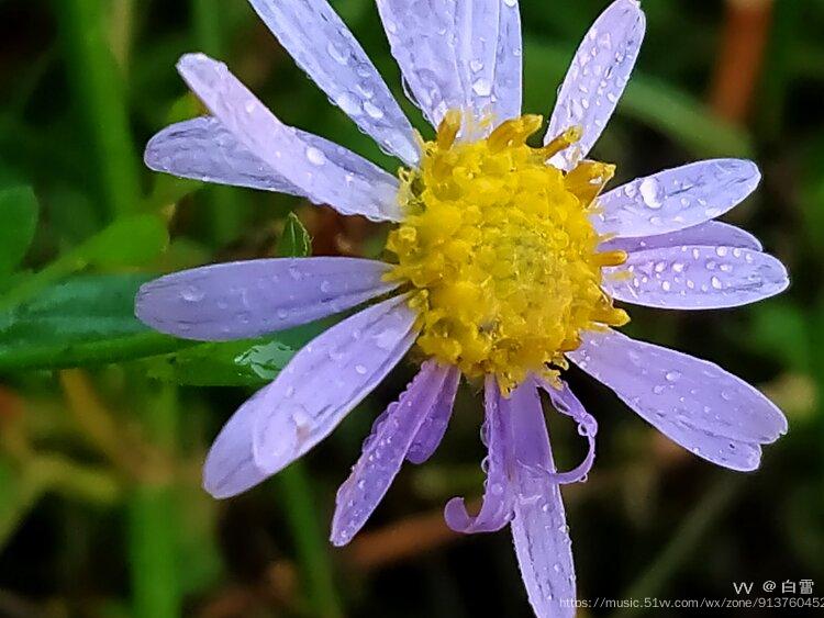 首发雨中的小花