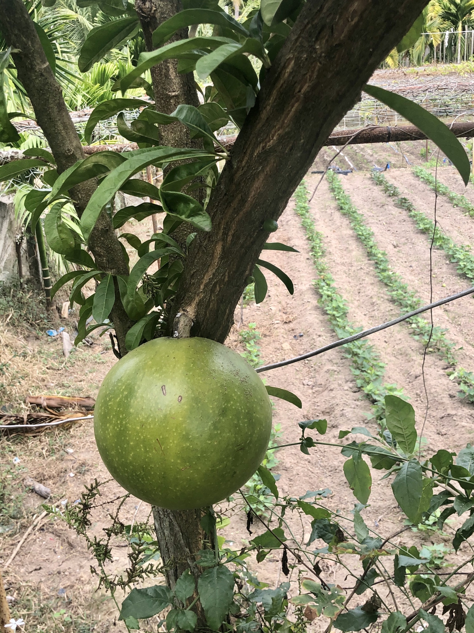 这种圆果叫铁西瓜,不能食用,成熟晒干后可以瓢水用中廖村,是三亚五