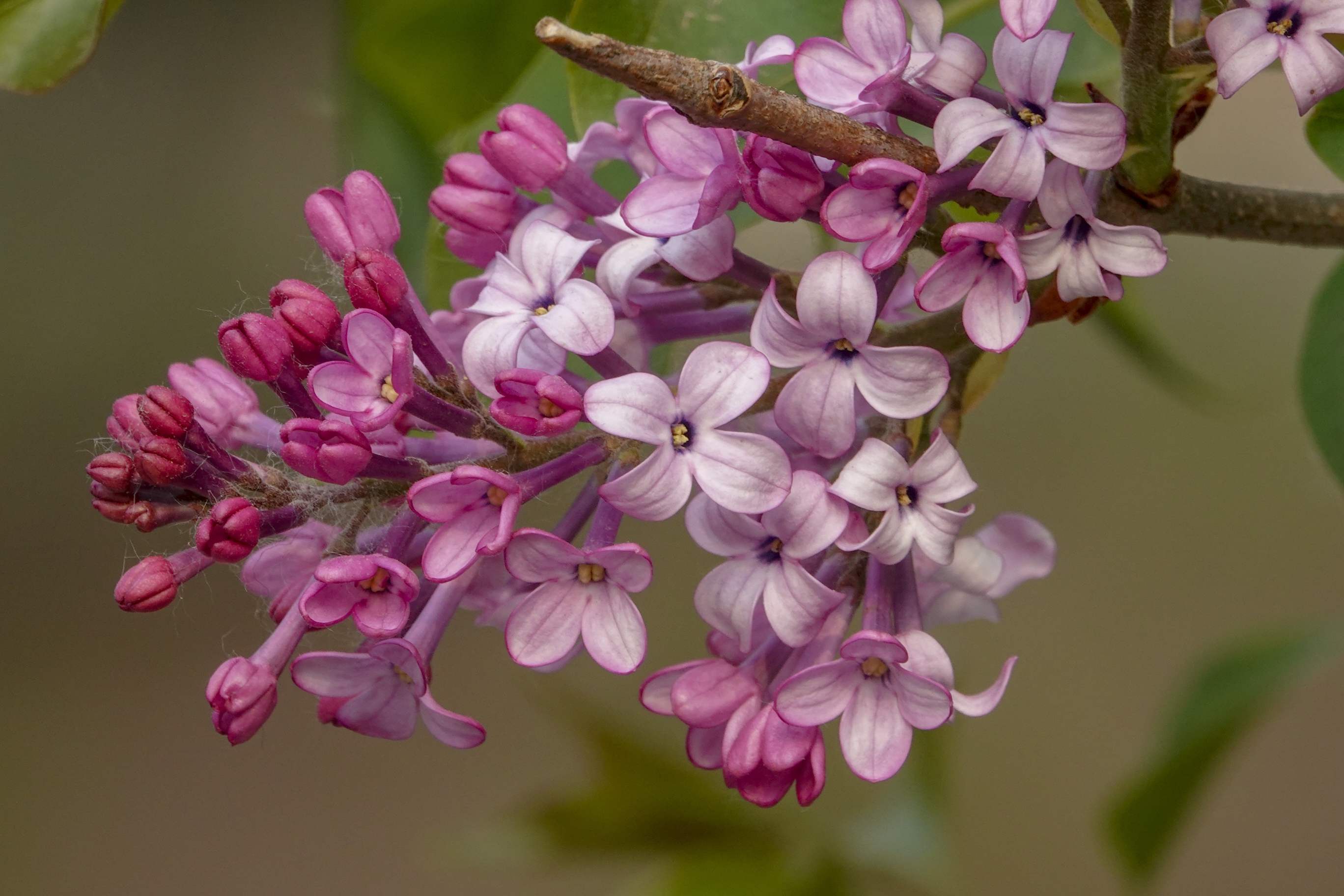 【首发】丁香花