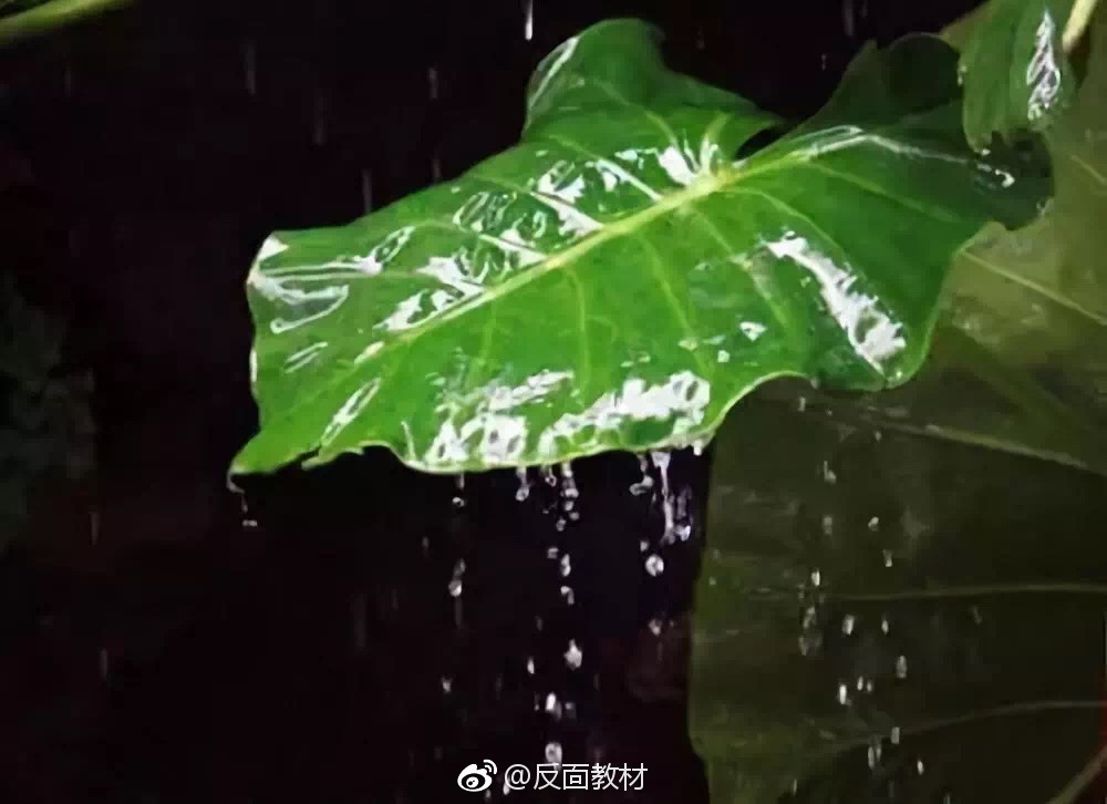 雨打芭蕉(首发)