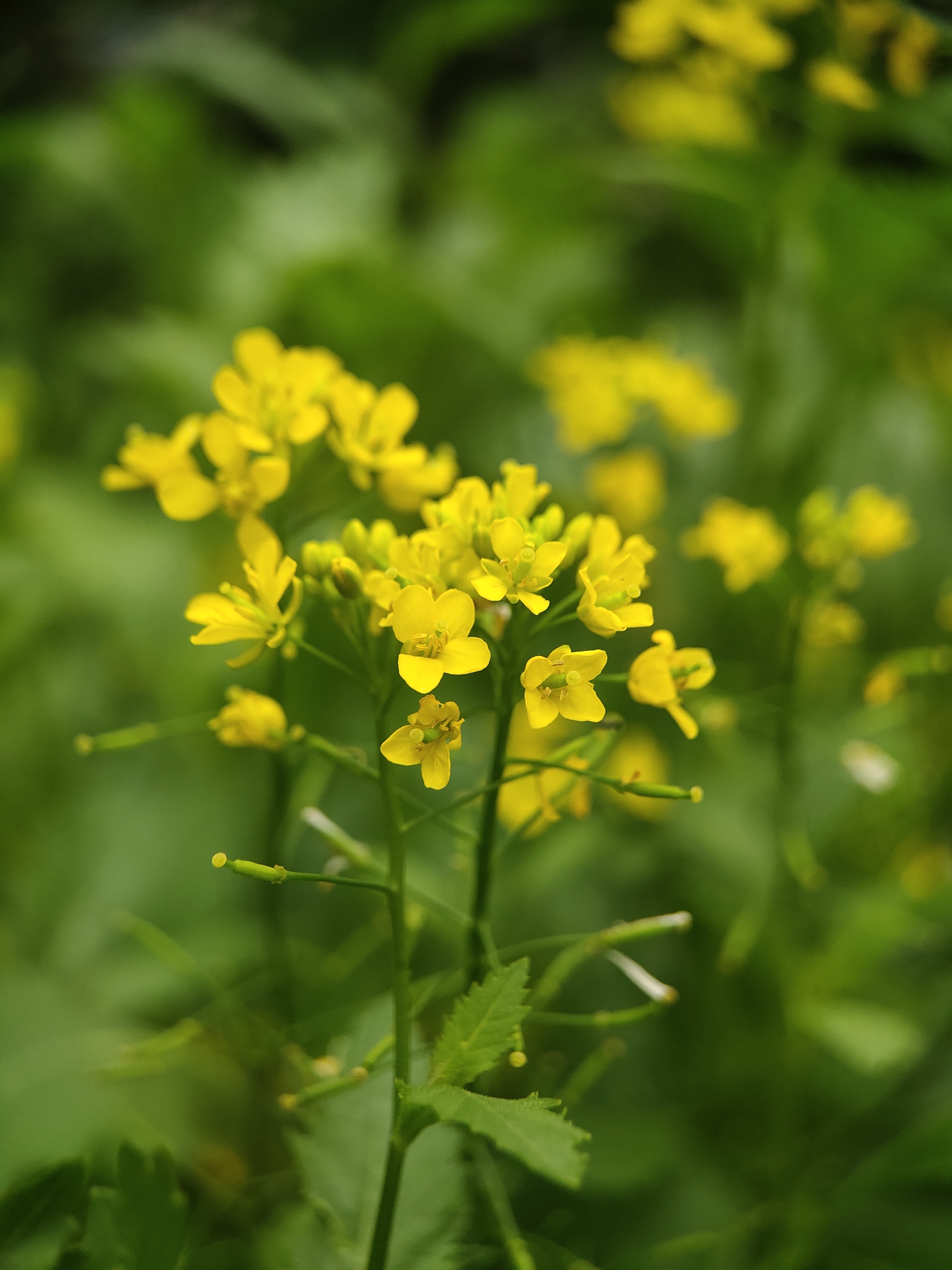 (首发)芥菜花