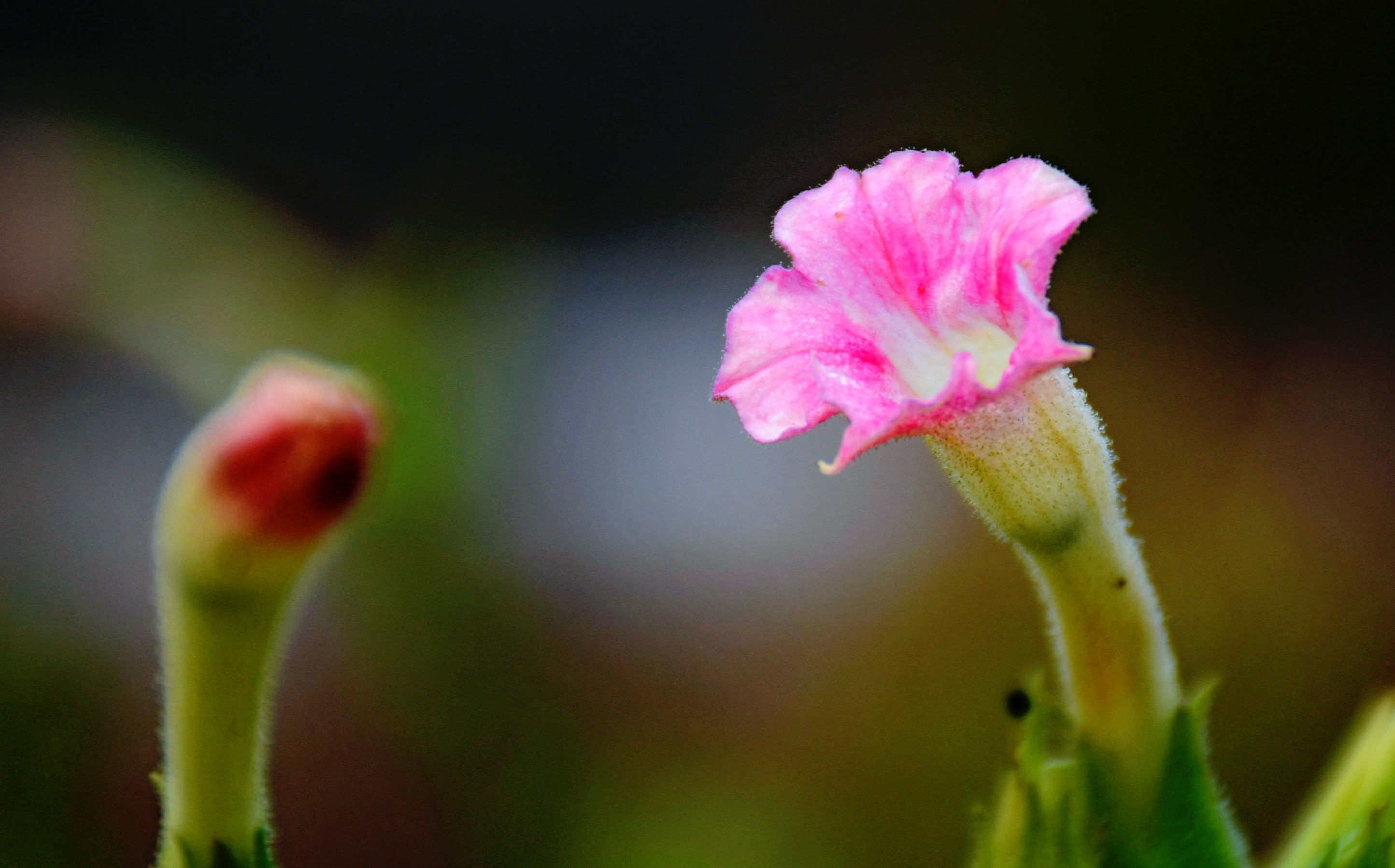 烟草花