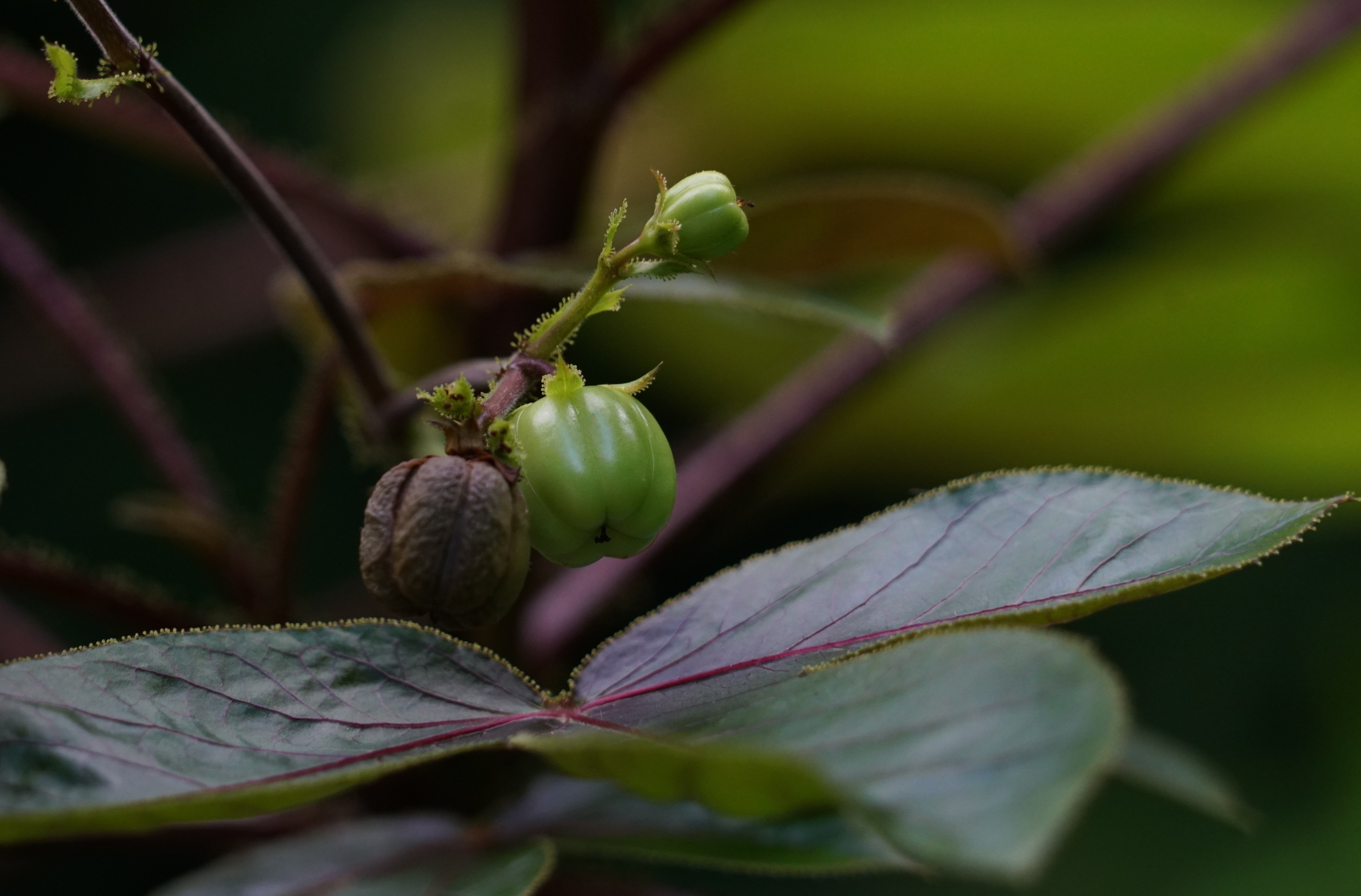 棉叶珊瑚花与果