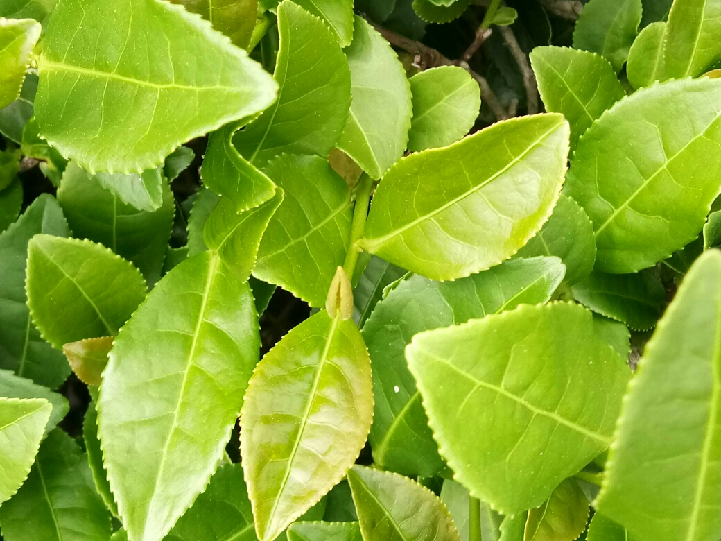 中国十大名茶和世界十大名茶之列――安溪铁观音