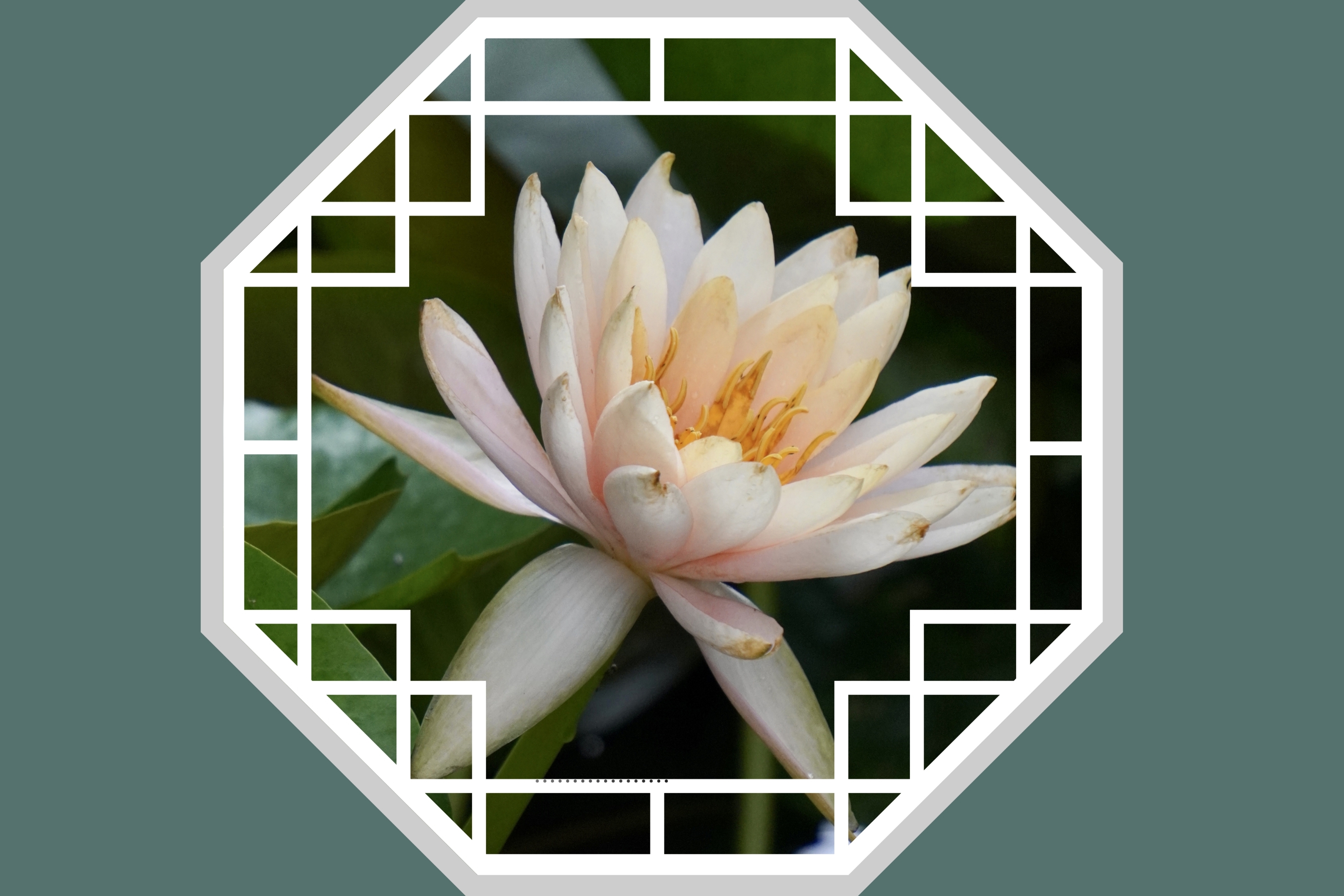 水中女神,莲花开《首发》