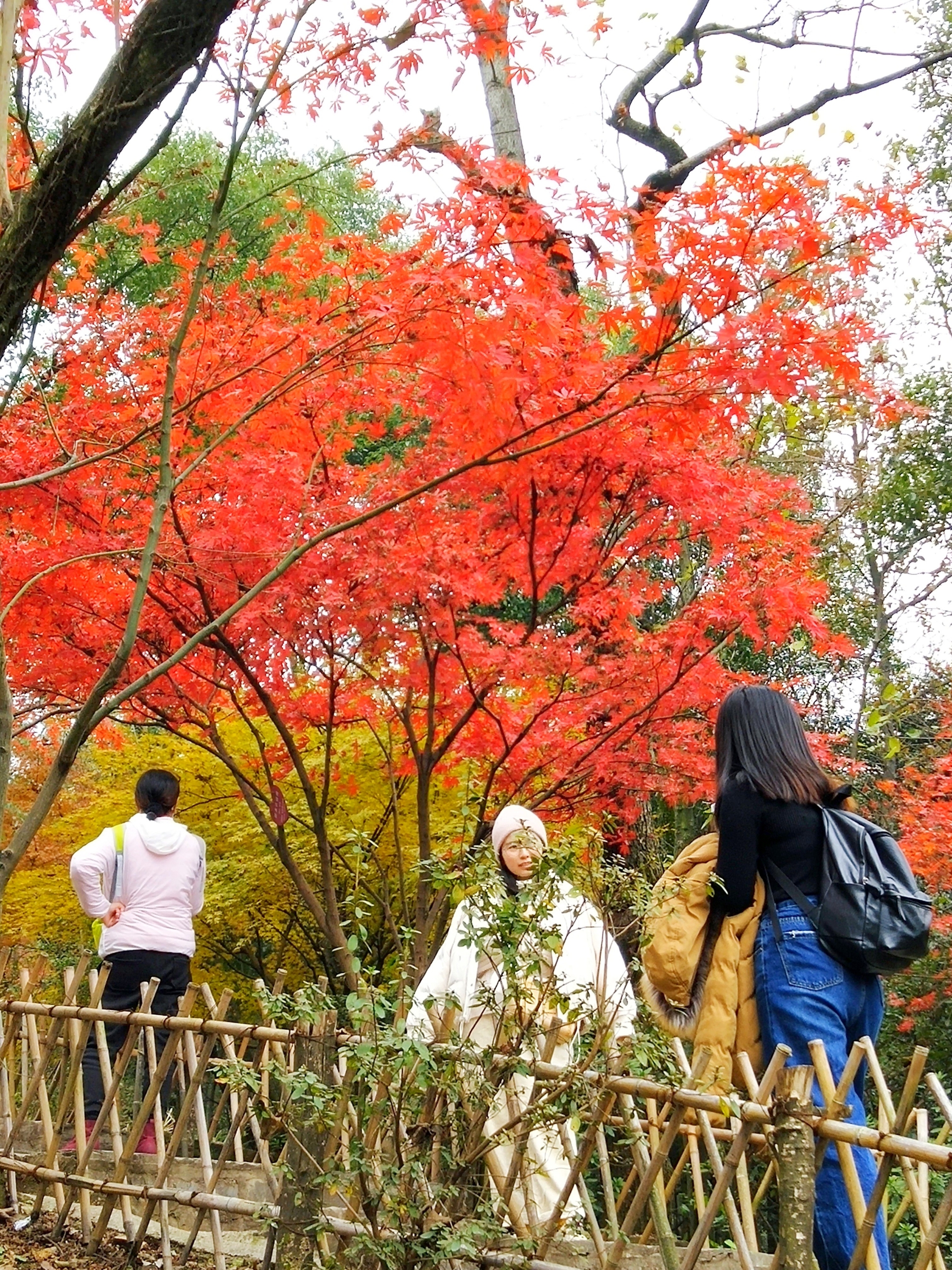 【首发】岳麓山的红枫