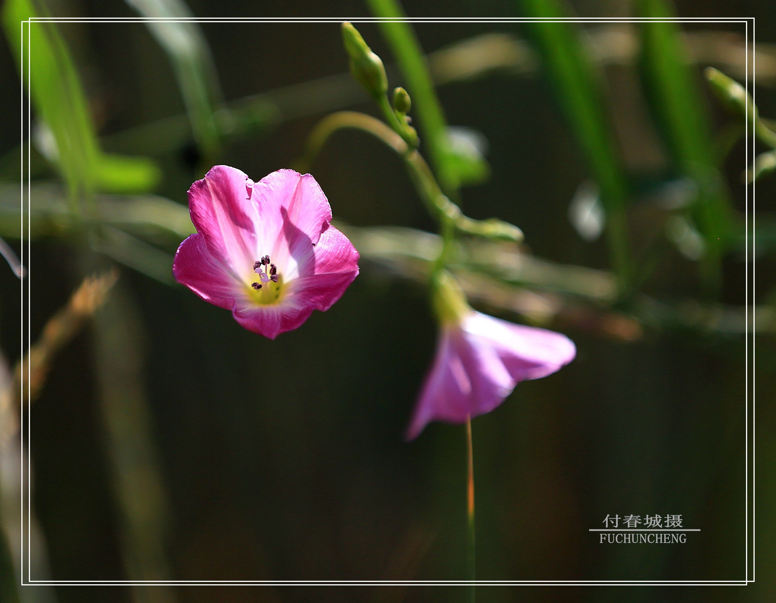 笑靥如花