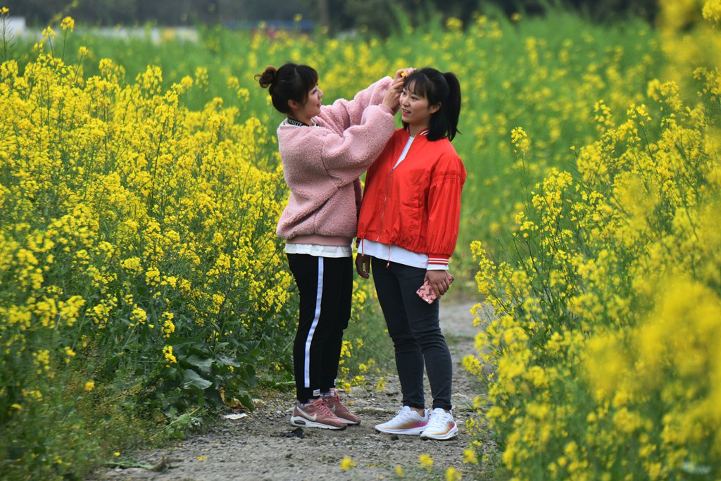 菜花田野上的倩影一安靖蜀绣公园