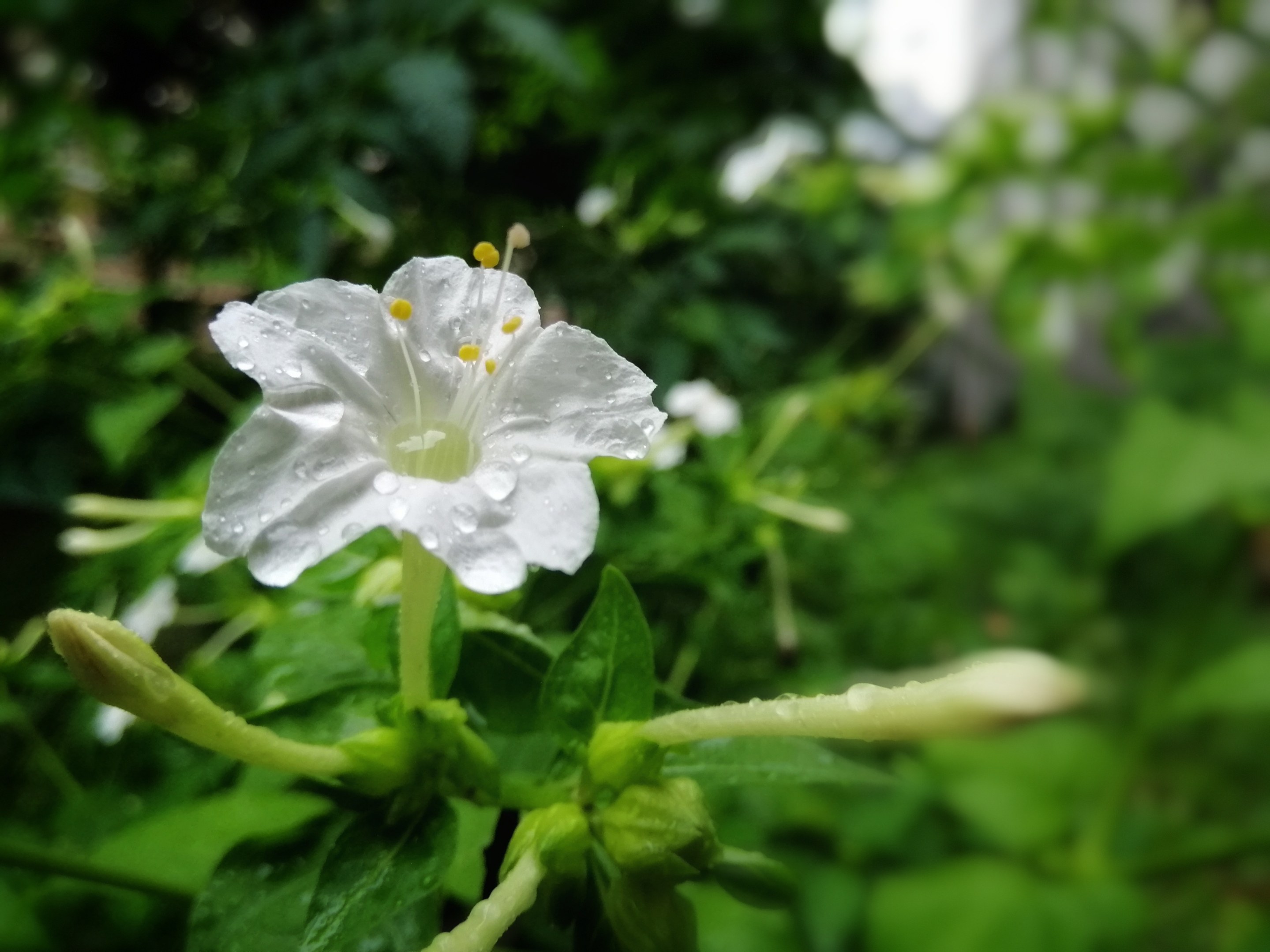 白色的紫茉莉花