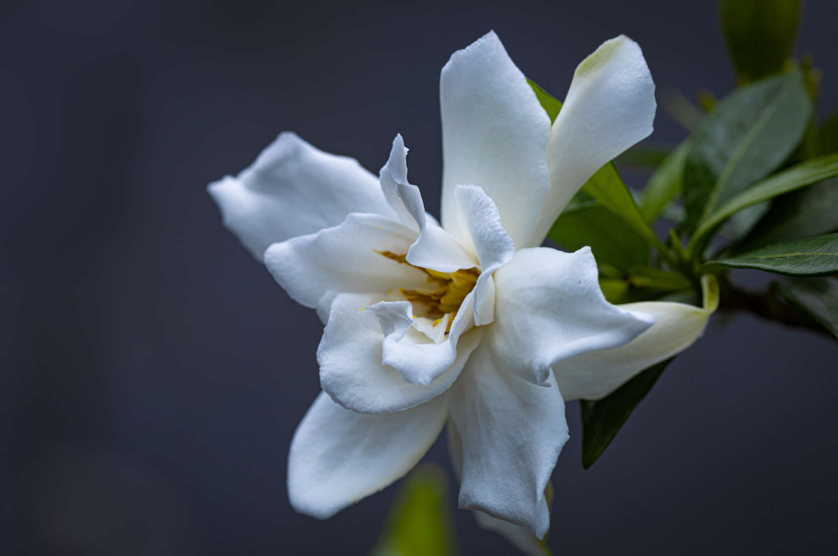 栀子花