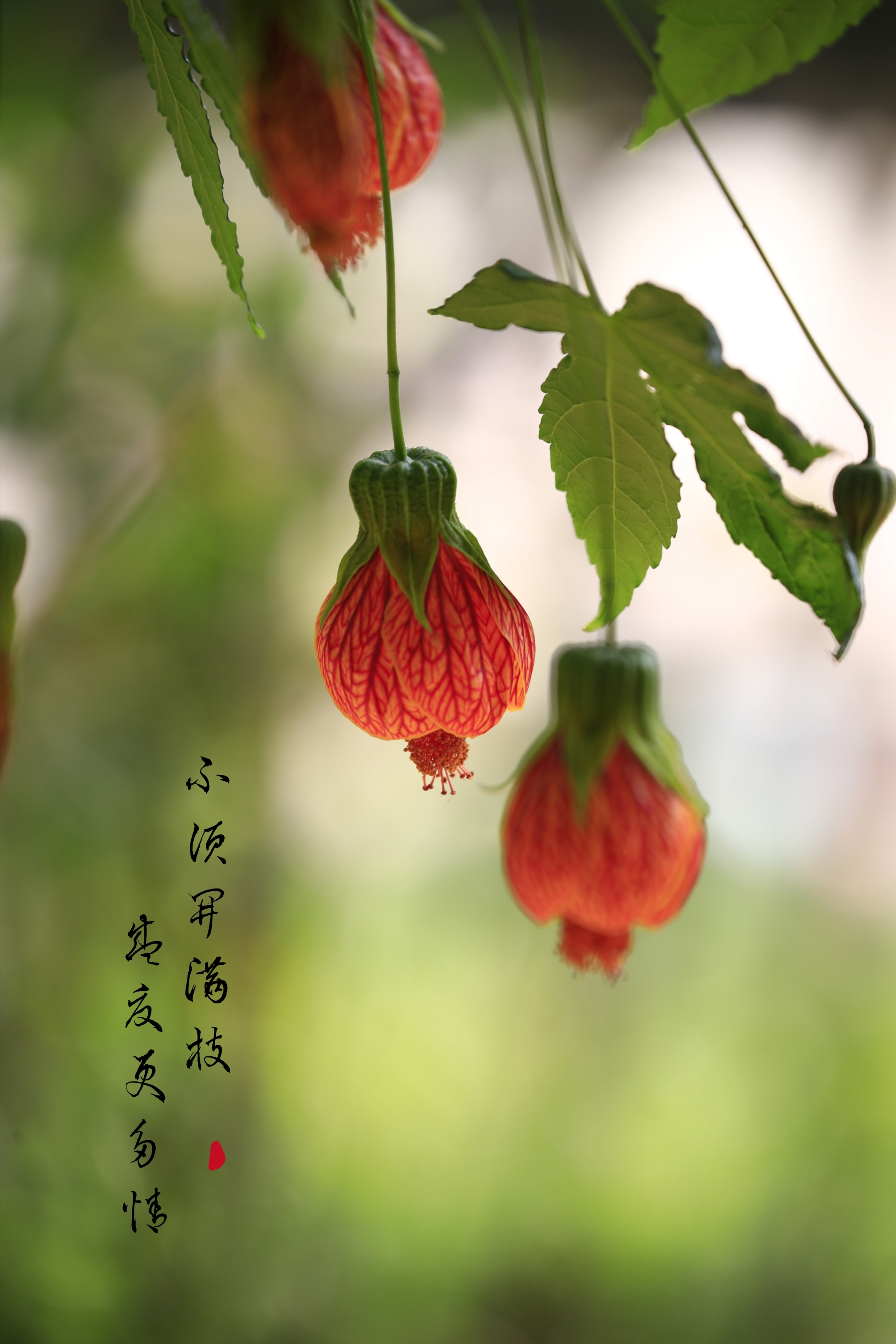 摄影/后期  闲云野鹤 文字  网络 金铃花,又名灯笼花,纹瓣悬铃花.