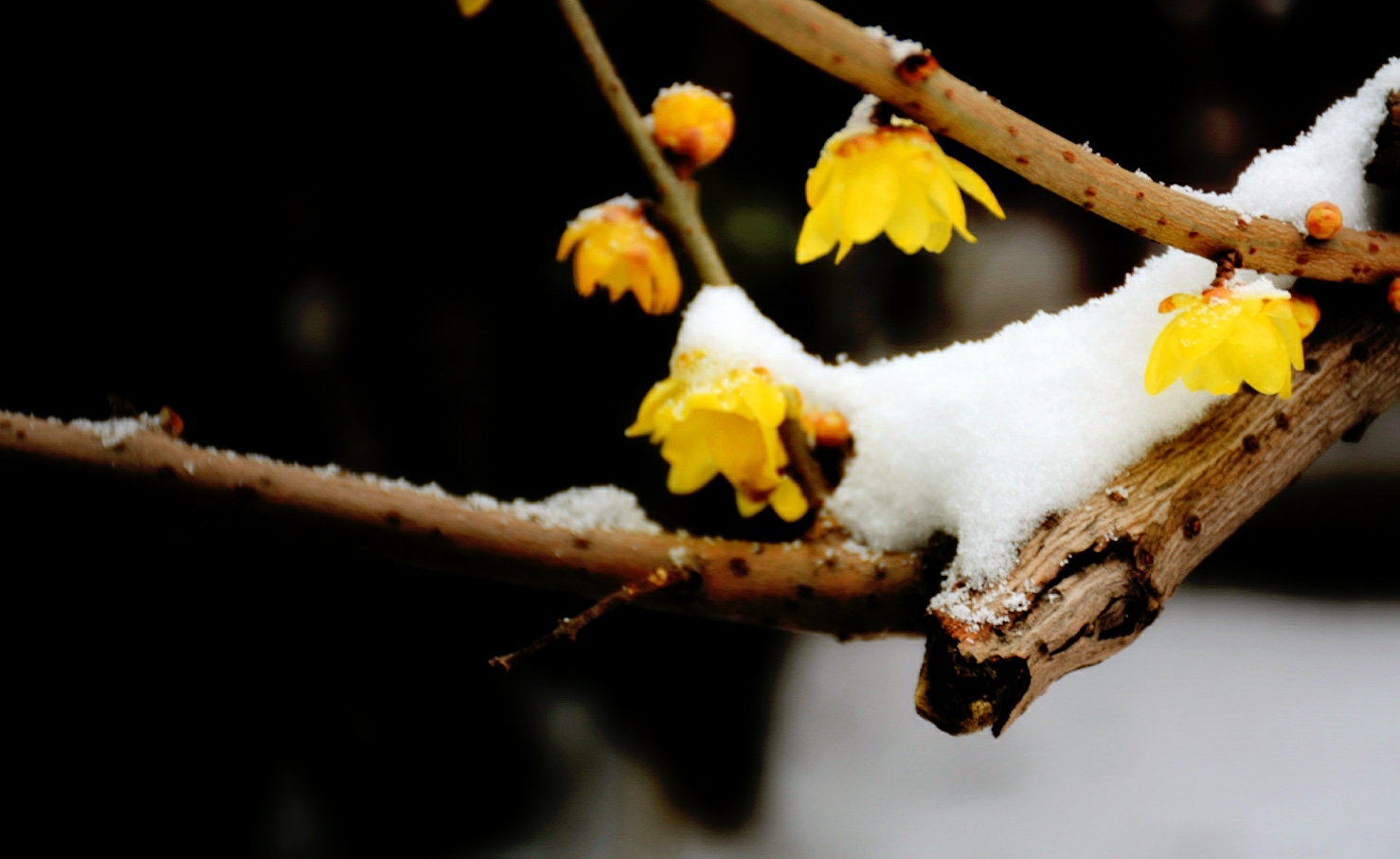 雪中腊梅