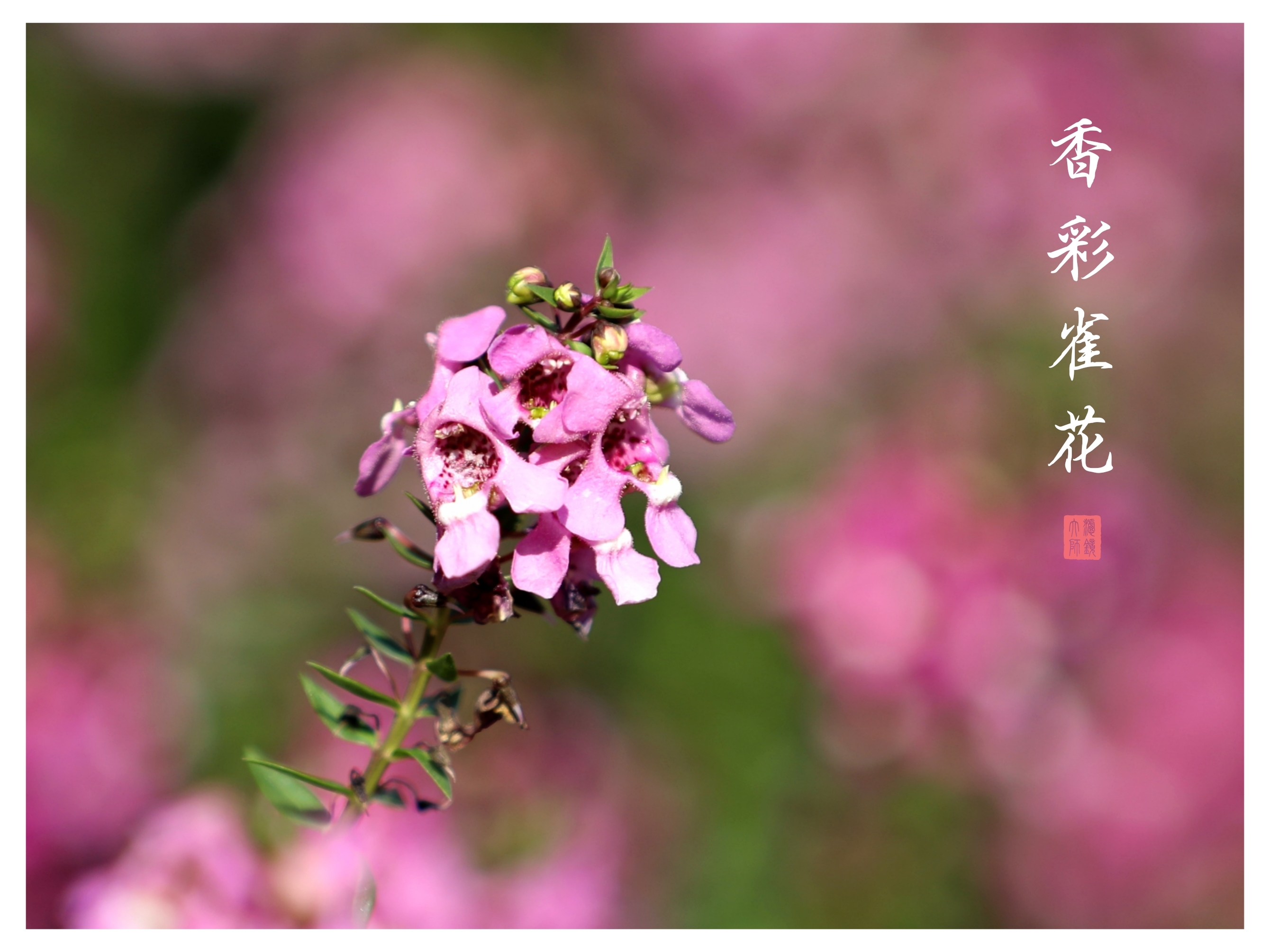 香彩雀