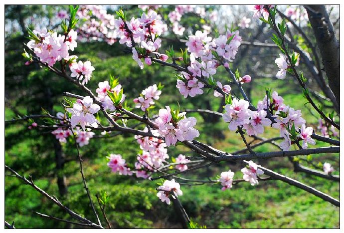 【首发】桃花红梨花白