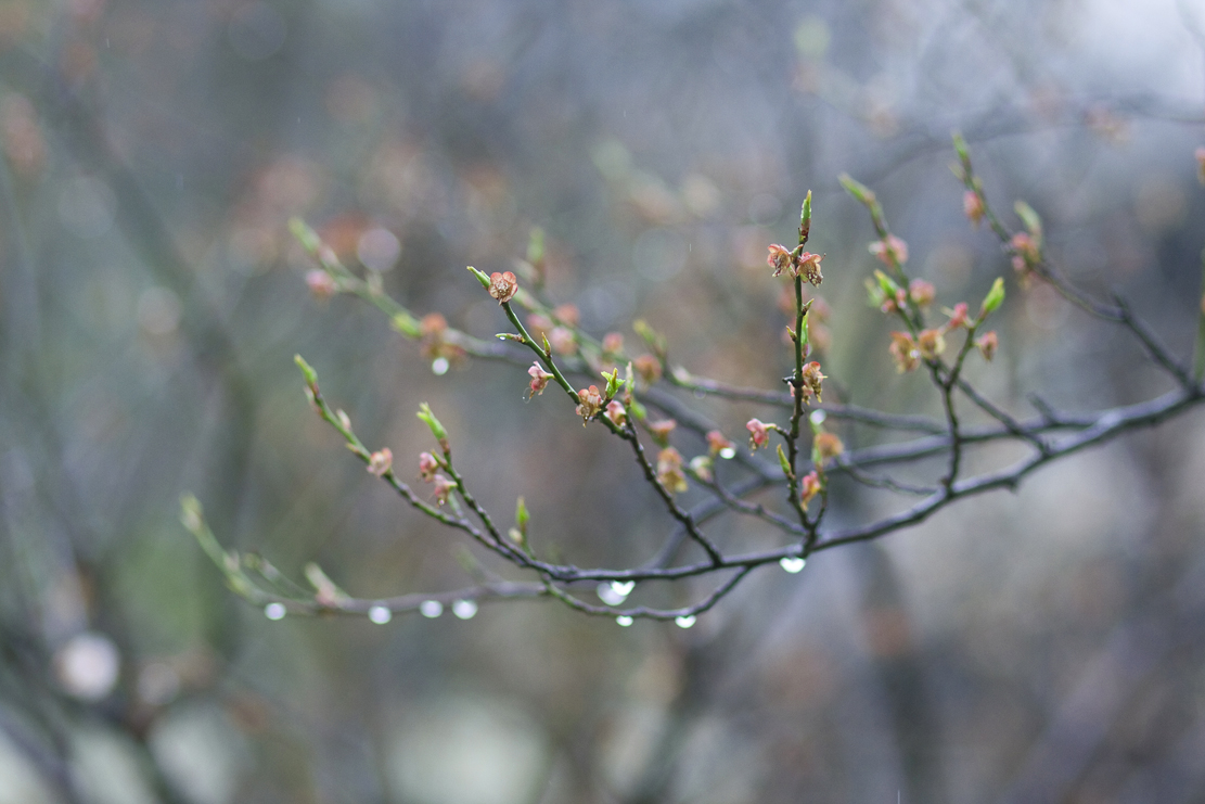 半场烟雨一城花