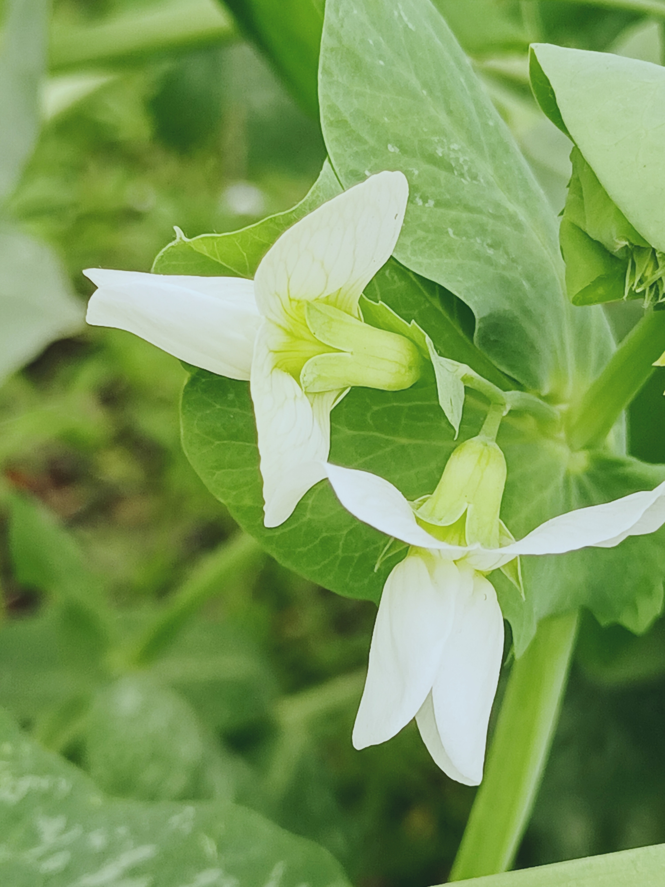 【摄影首发】微距下的香豌豆花