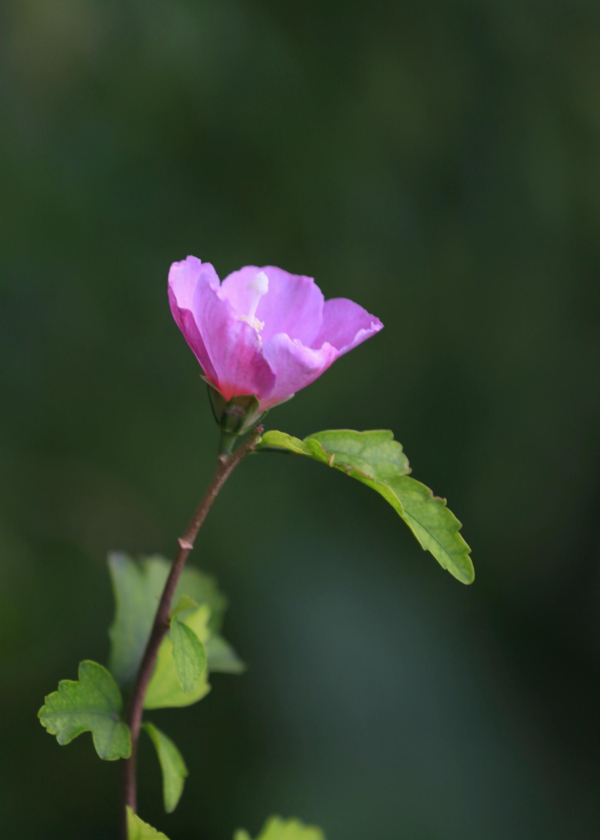 《首发》木槿花