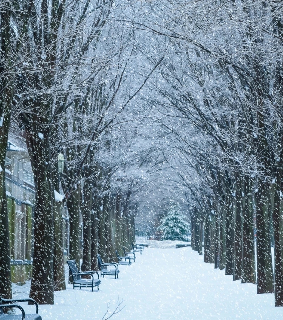 冬雪