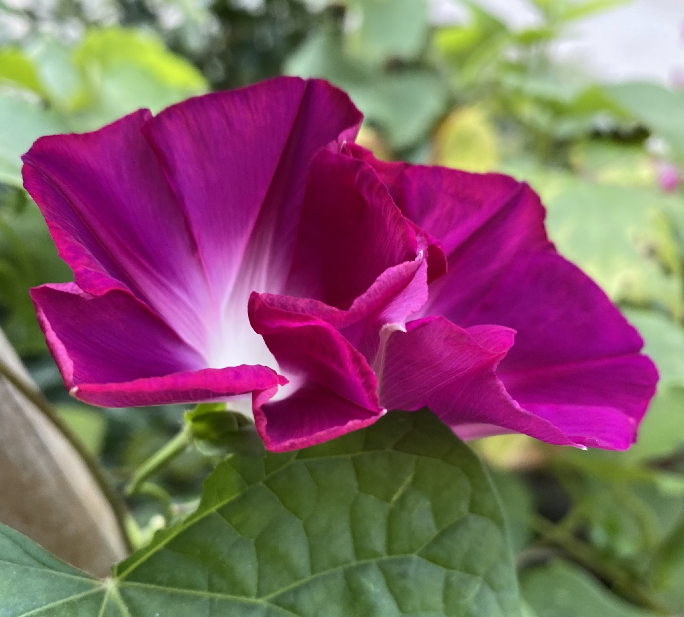 矮牵牛花有很多种颜色,白色花语是存在,紫色花语是断情.