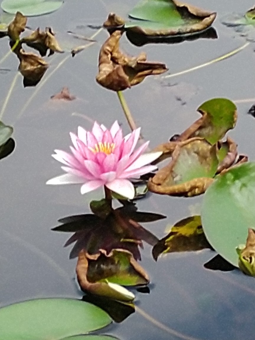 秋醉睡莲,银杏果实.秋风茅草,景艳迷眼