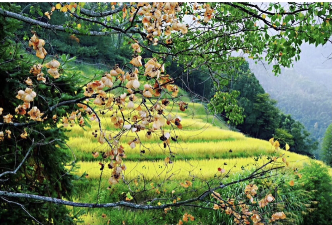 秘境之～～江西宜春水口村"水口·旧舍"