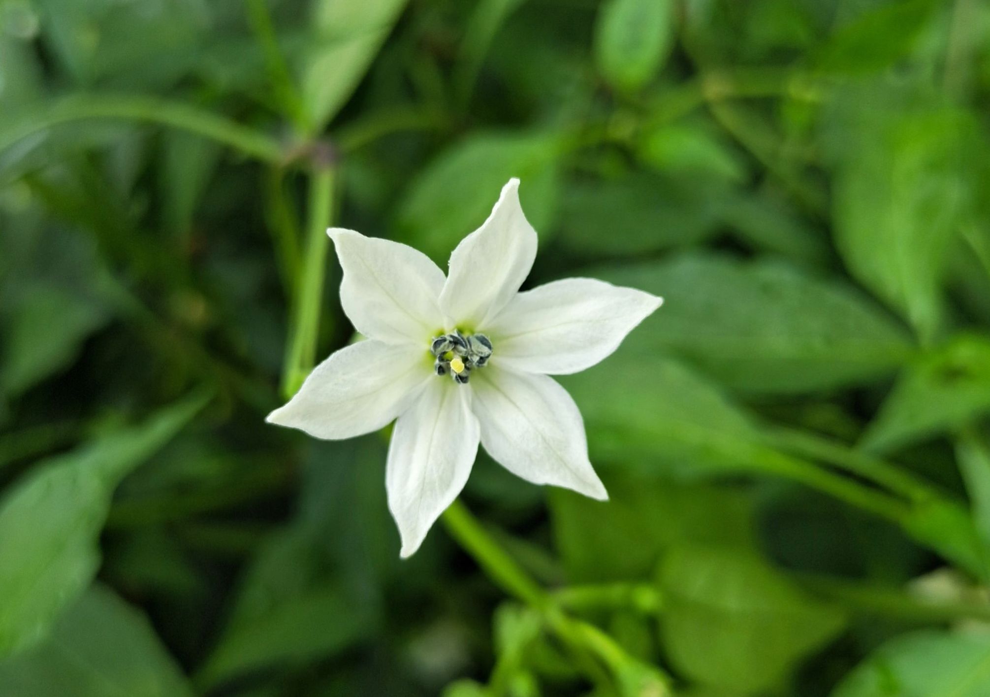 (首发)浅秋花依然