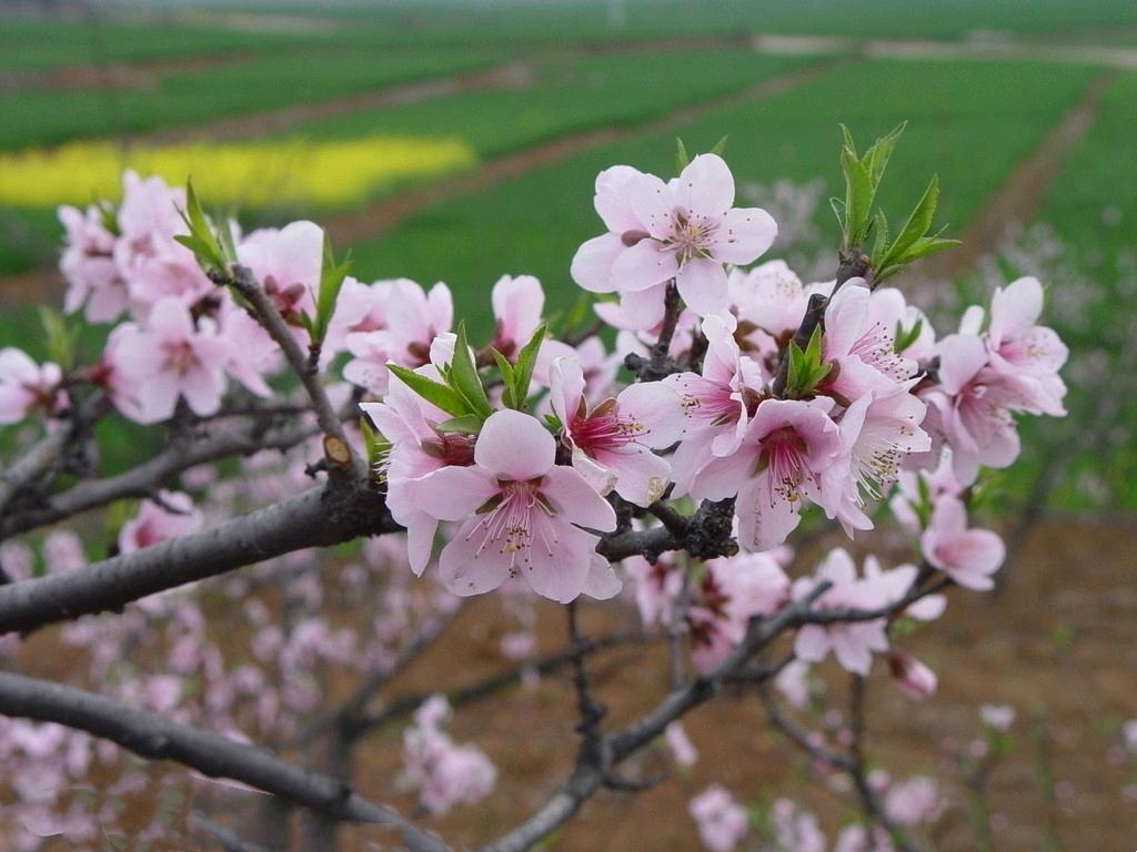 【首发】桃花朵朵醉诗行