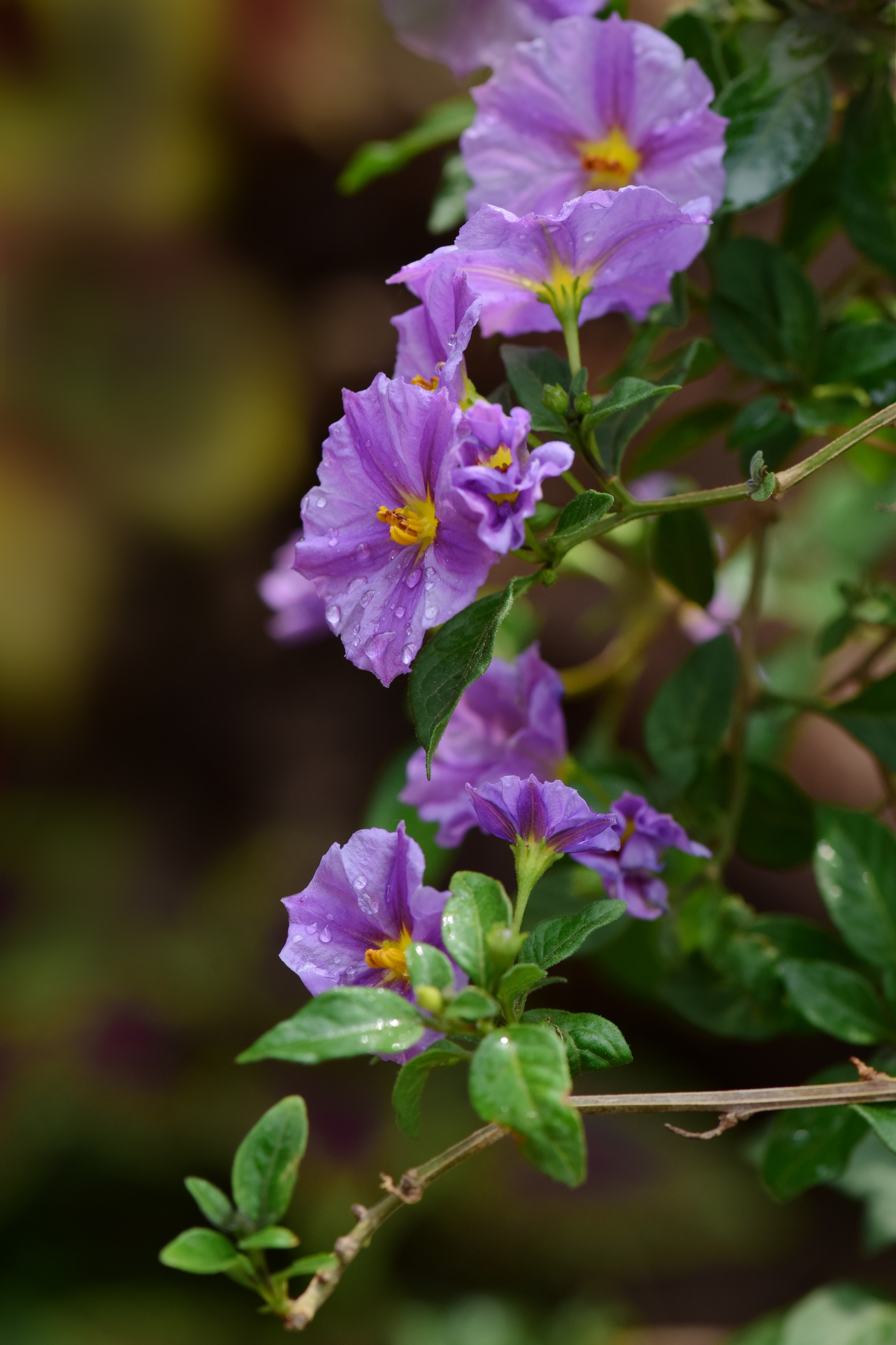 小小蓝花茄(首发)