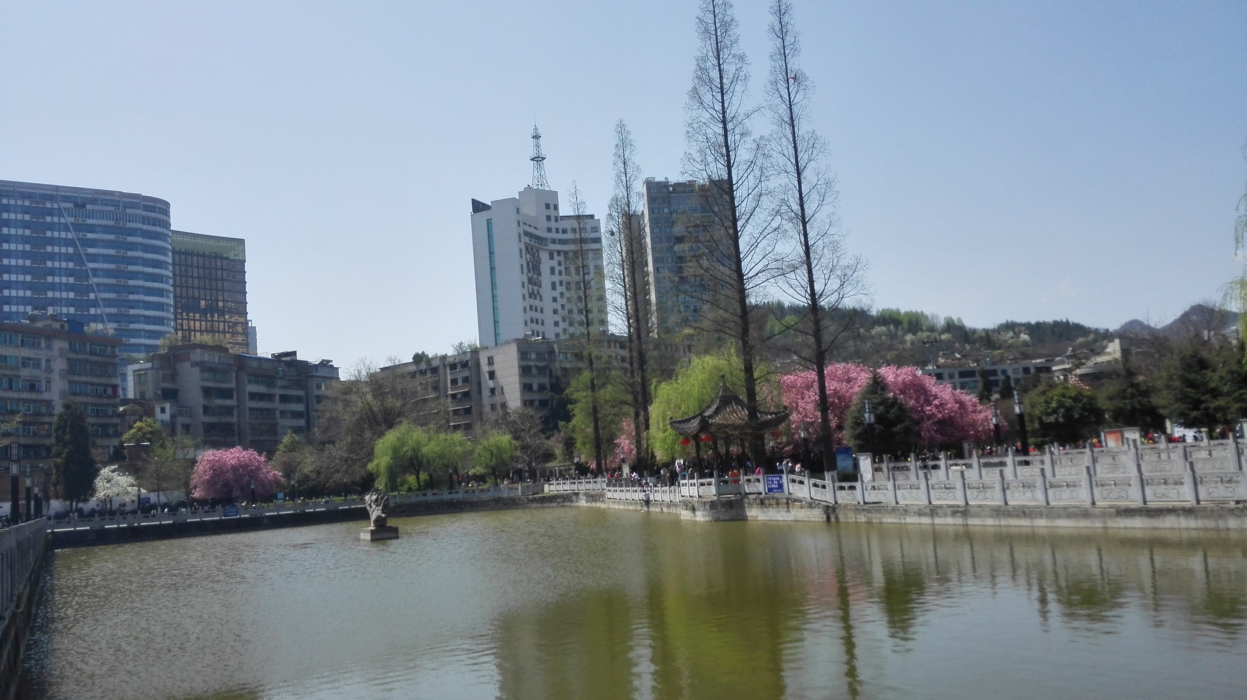 阳春三月,漫游毕节人民公园赏樱花(图自拍文网络编辑