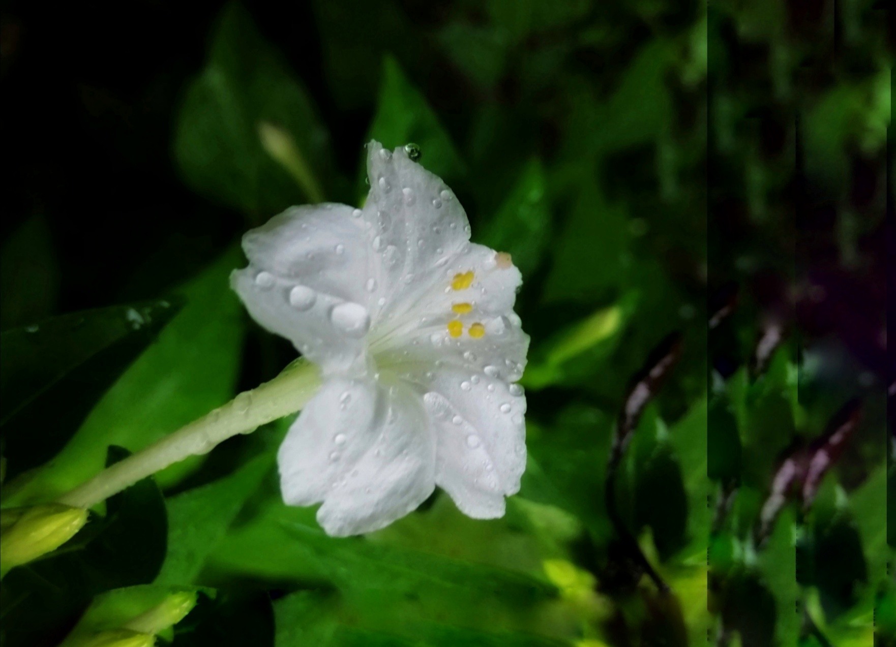 白色的紫茉莉花