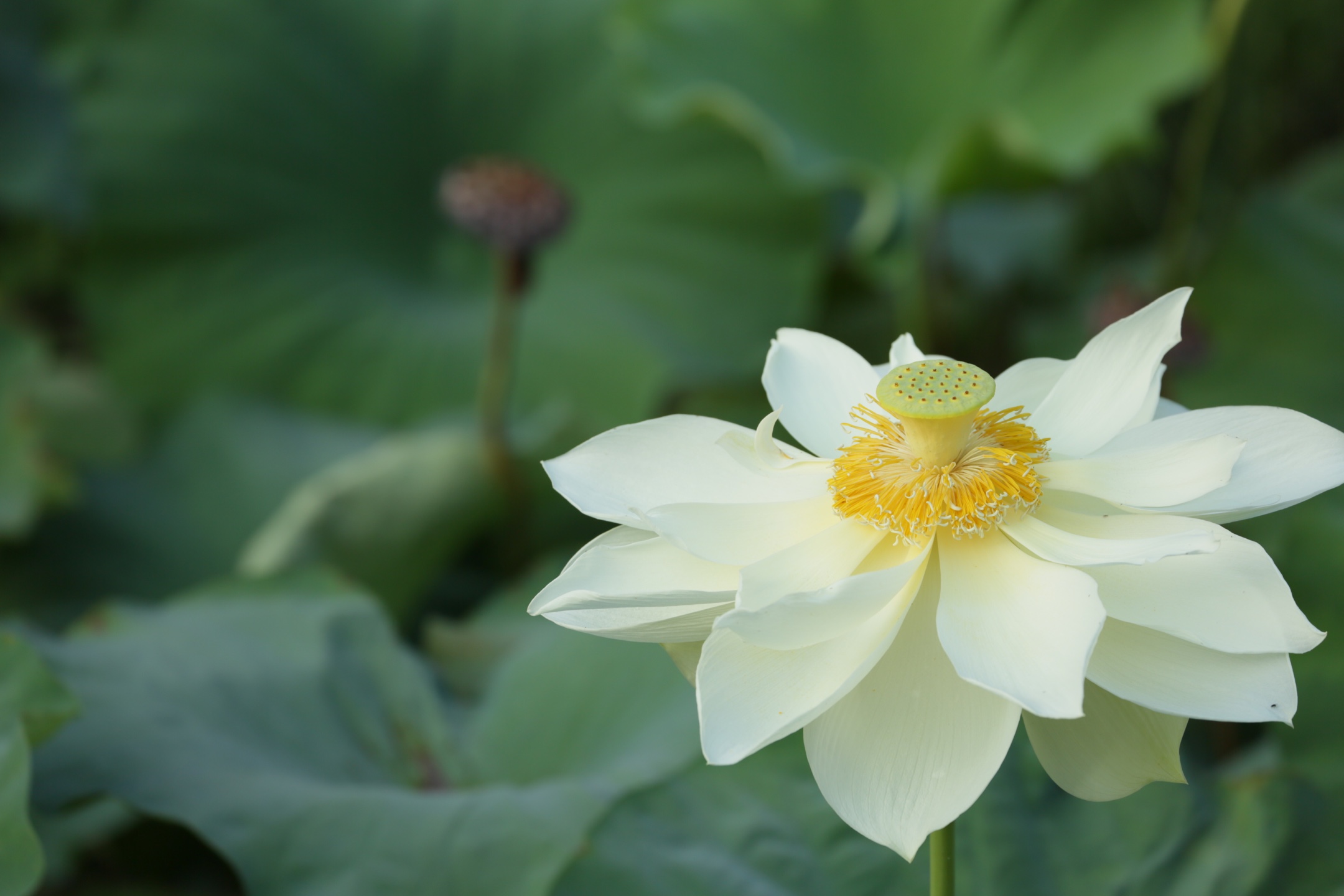 夏晓芙蕖