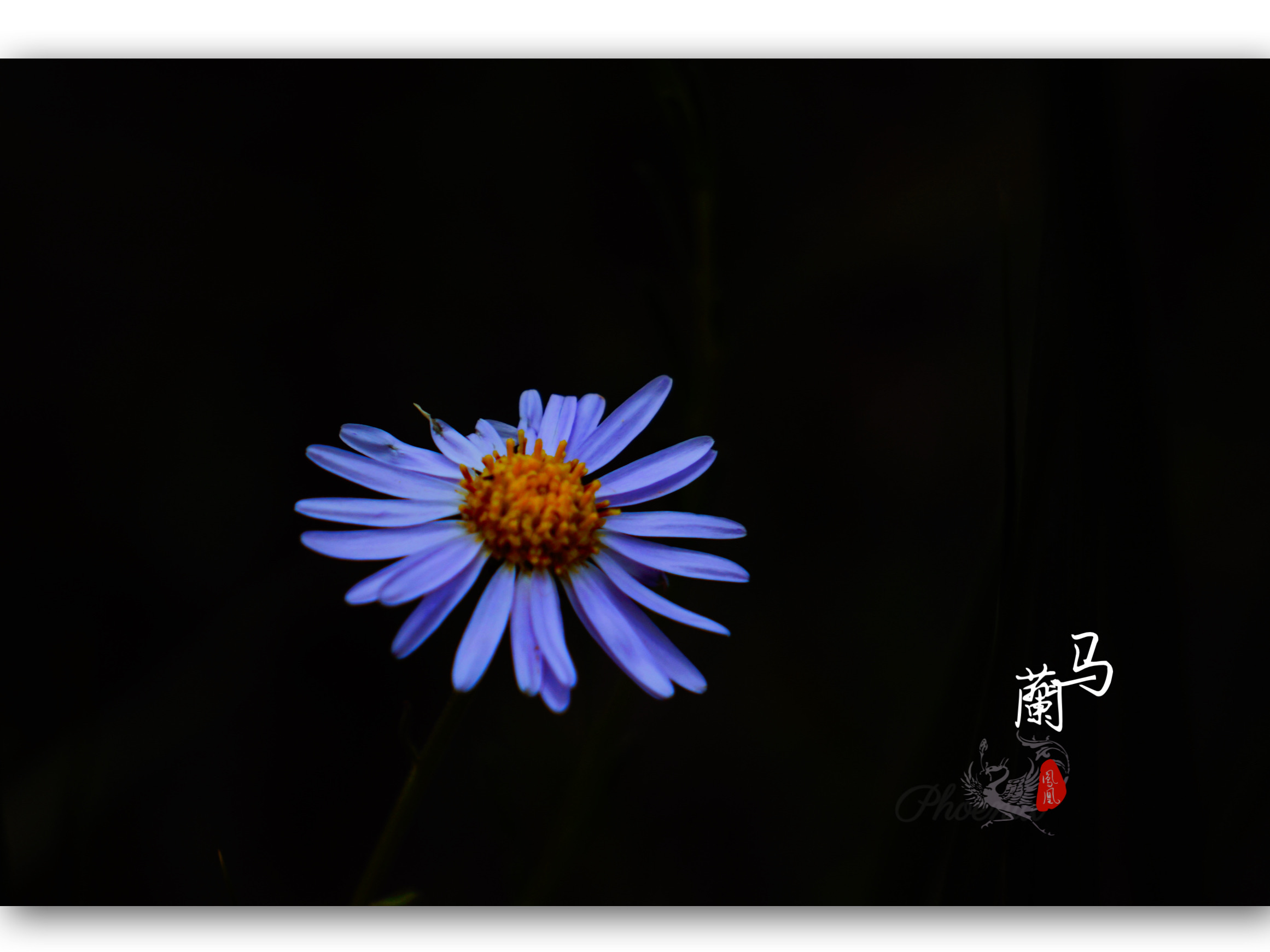 野花.菊科马兰花[首发]