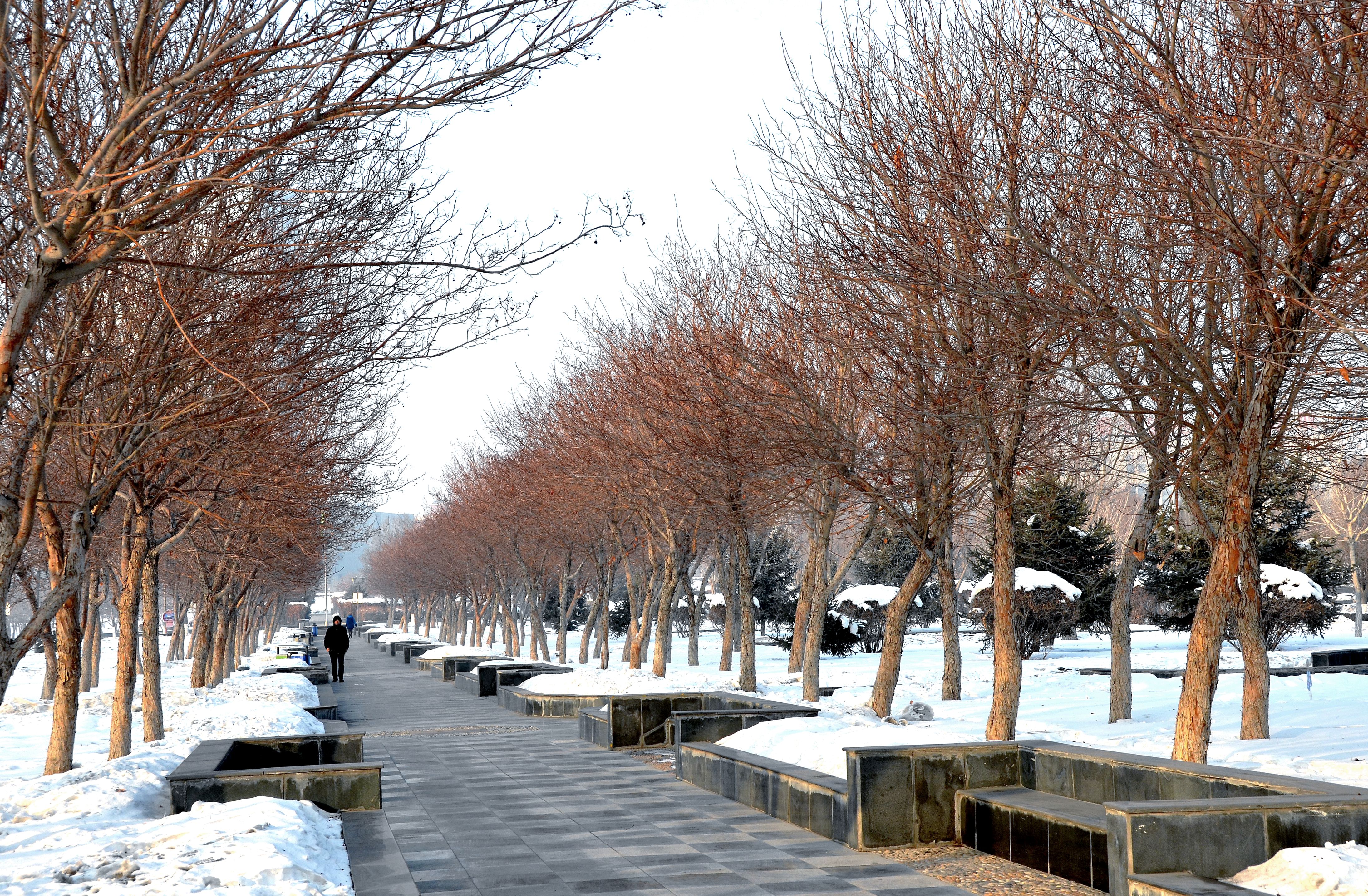 我爱你塞北的雪新疆石河子雪景欣赏