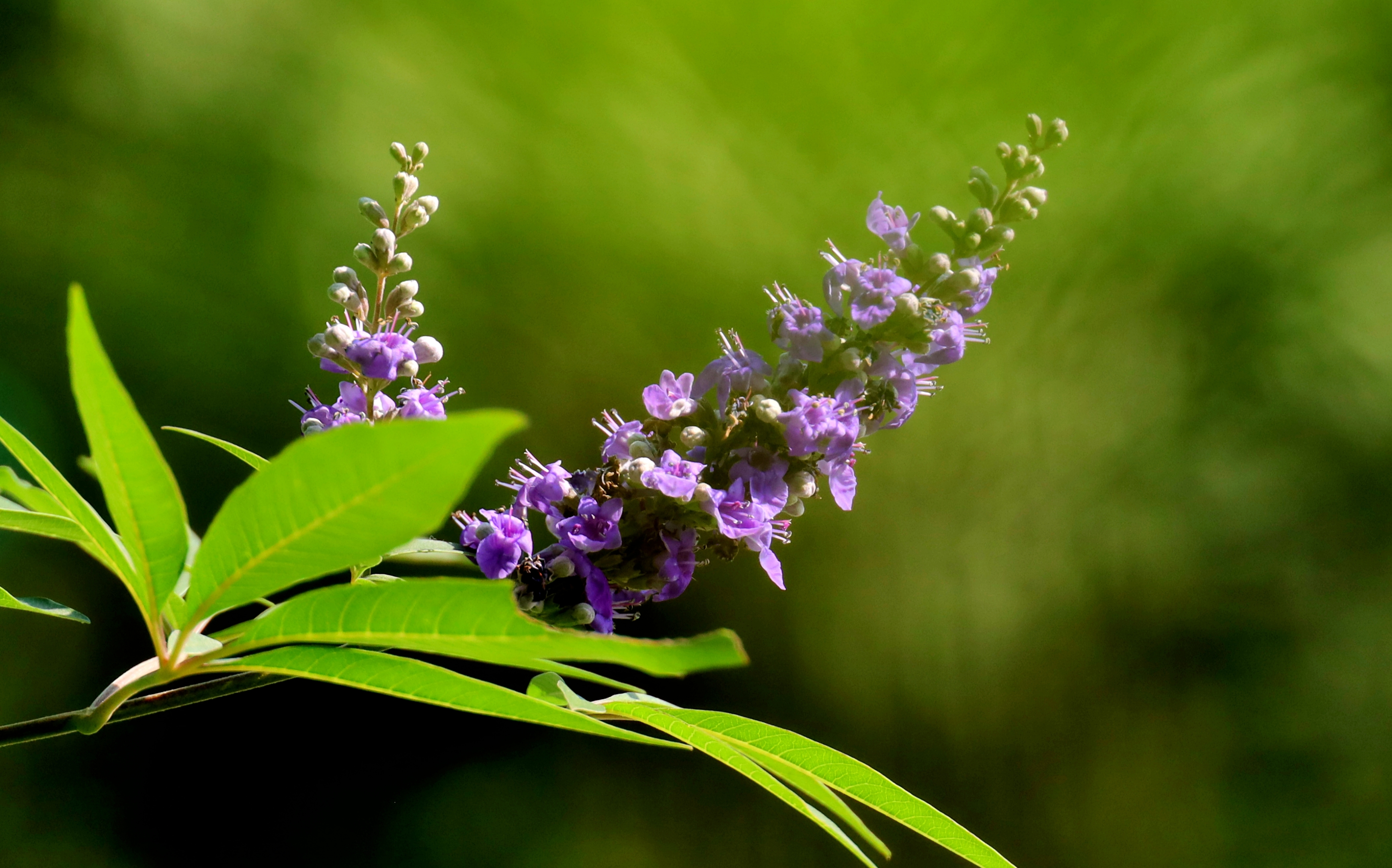 穗花牡荆