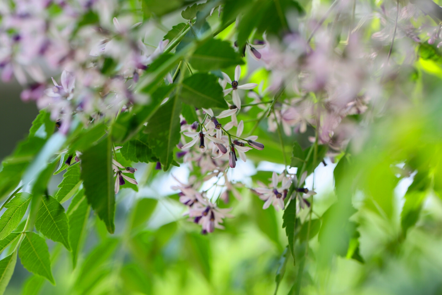 楝树花开