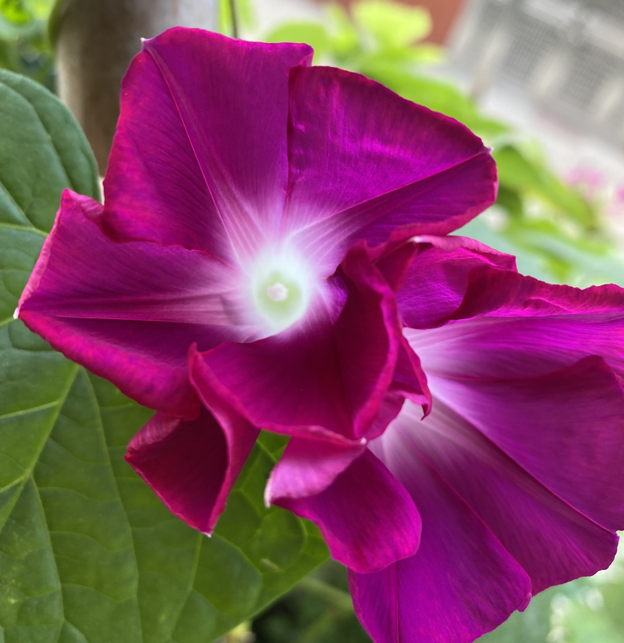 矮牵牛花有很多种颜色,白色花语是存在,紫色花语是断情.
