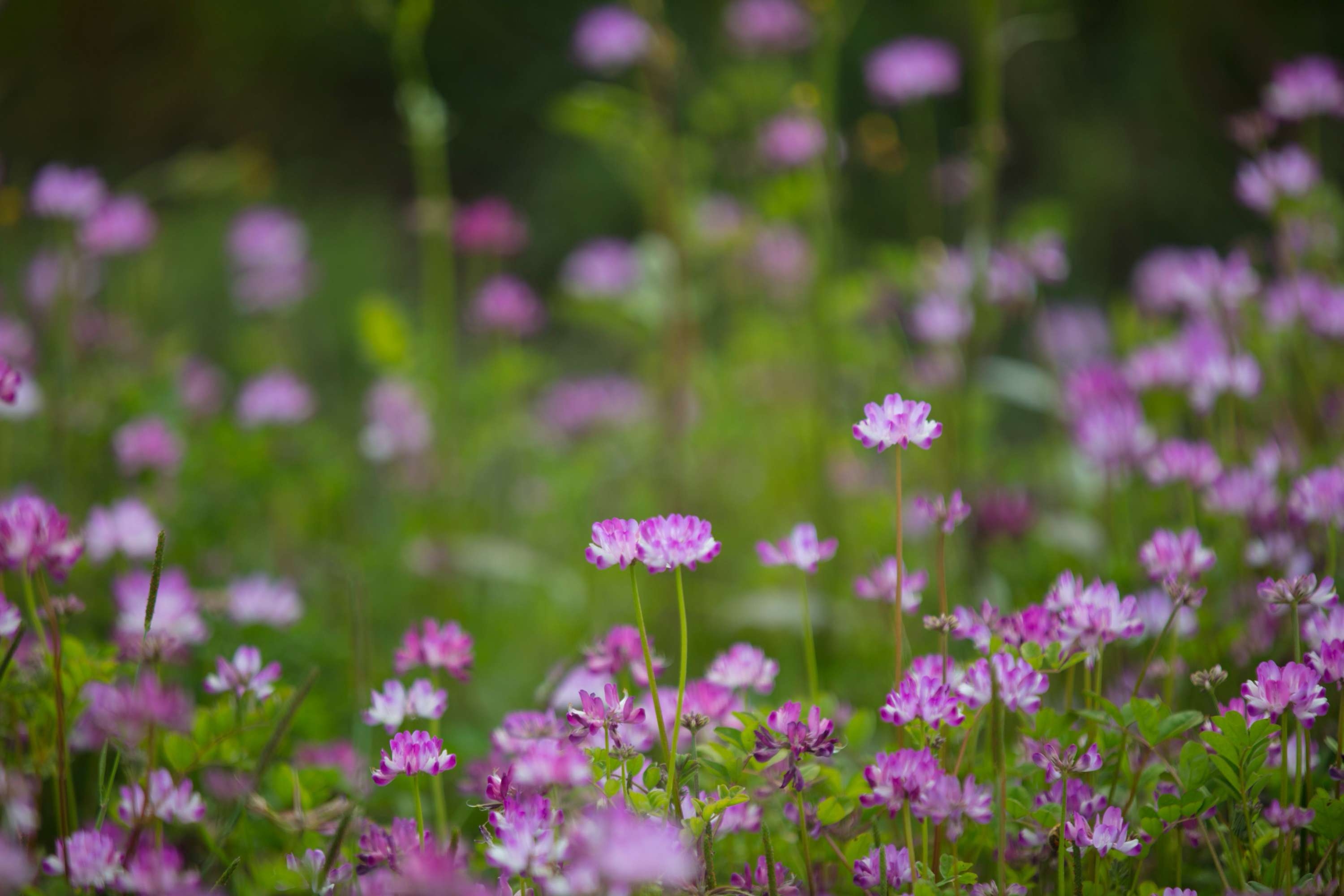 野草闲花逢春生