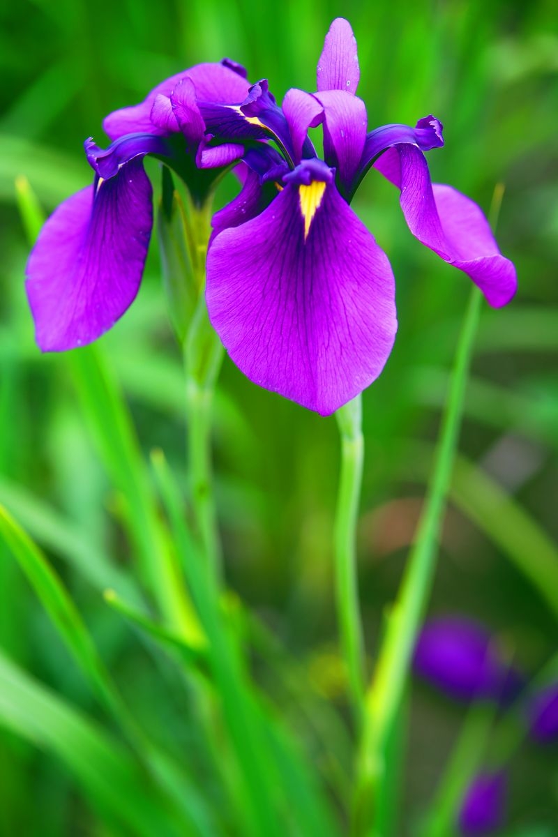 "兰花花"