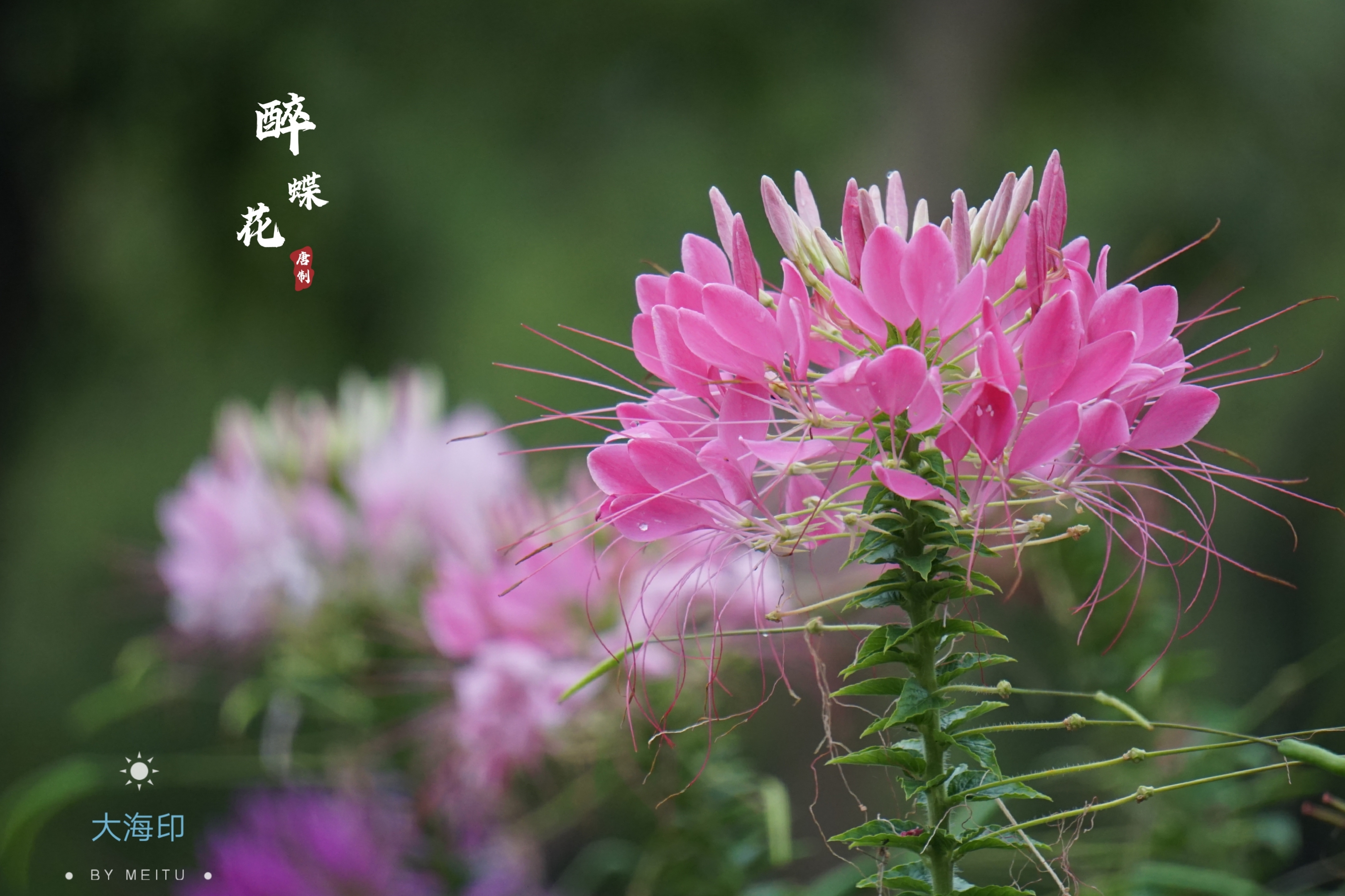 醉蝶花花色娇艳,有白色,粉色,紫色;白色有粉白,纯白,粉色有深