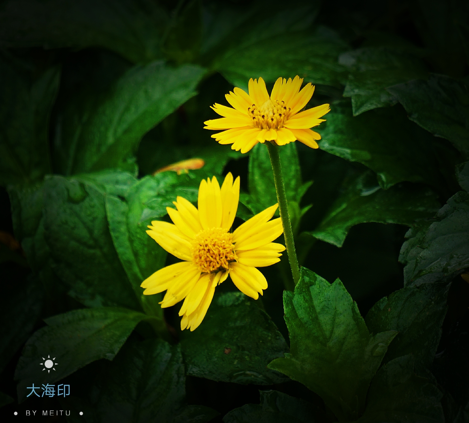 路遇小花南美蟛蜞菊vv首发