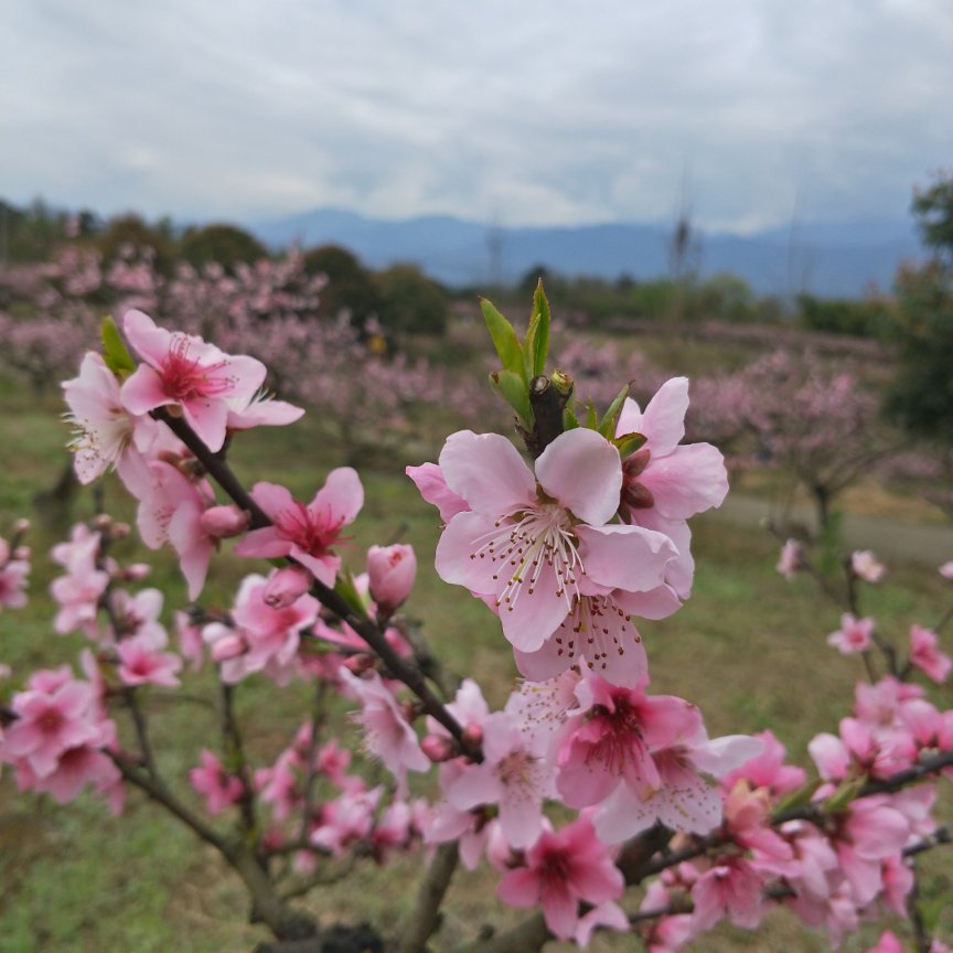 你像三月桃花开