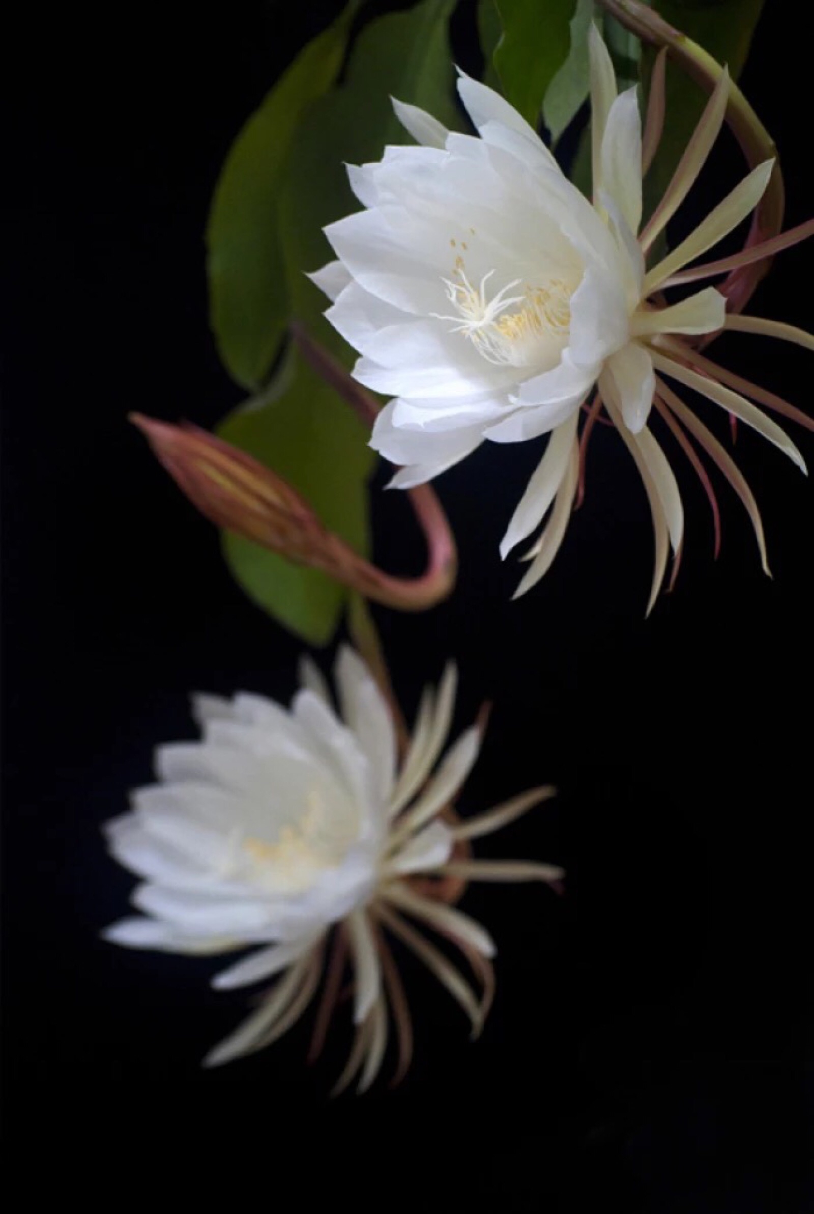 【首发】昙花