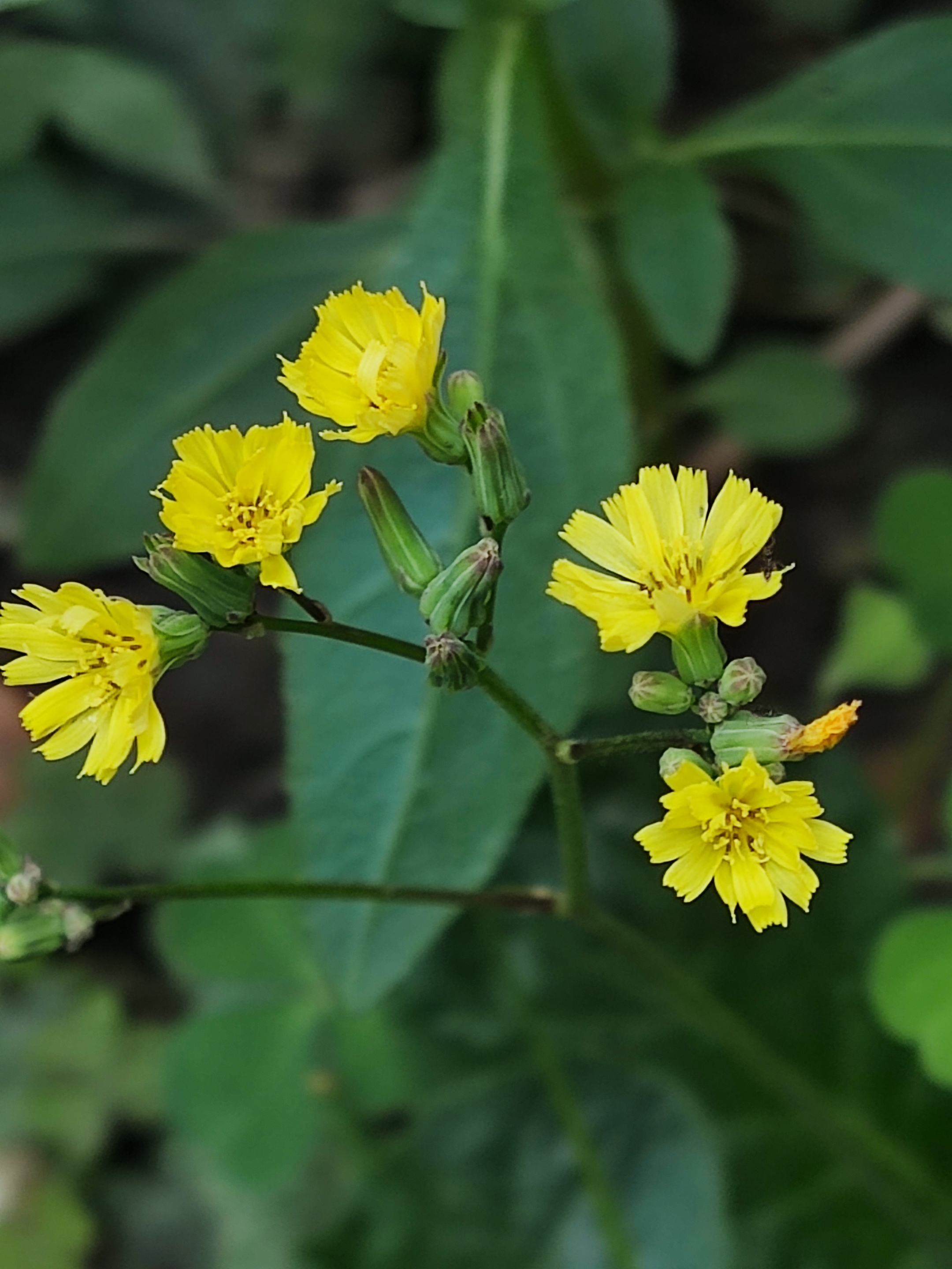 黄鹌菜花