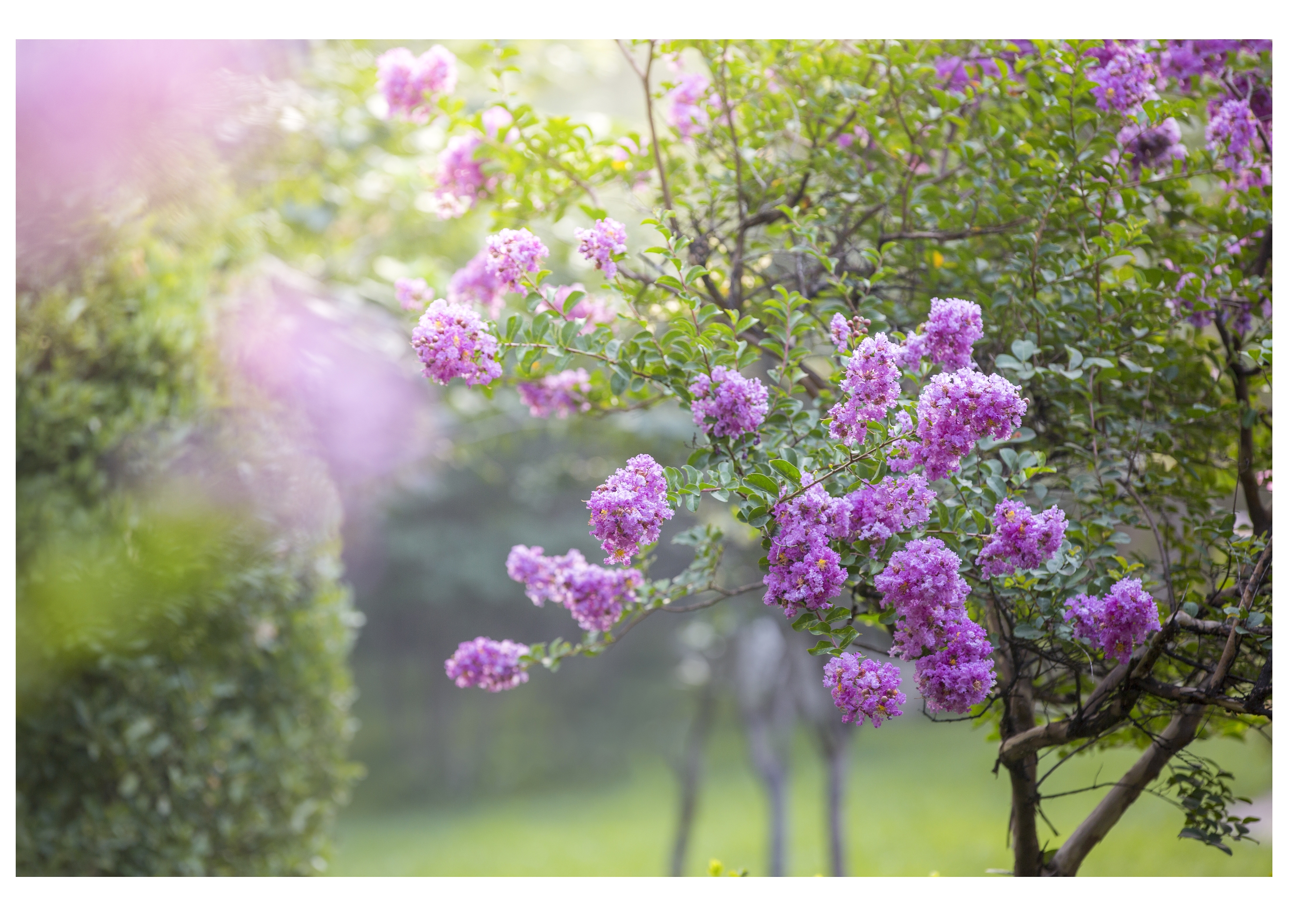 独占菲芳当夏景一一紫薇花