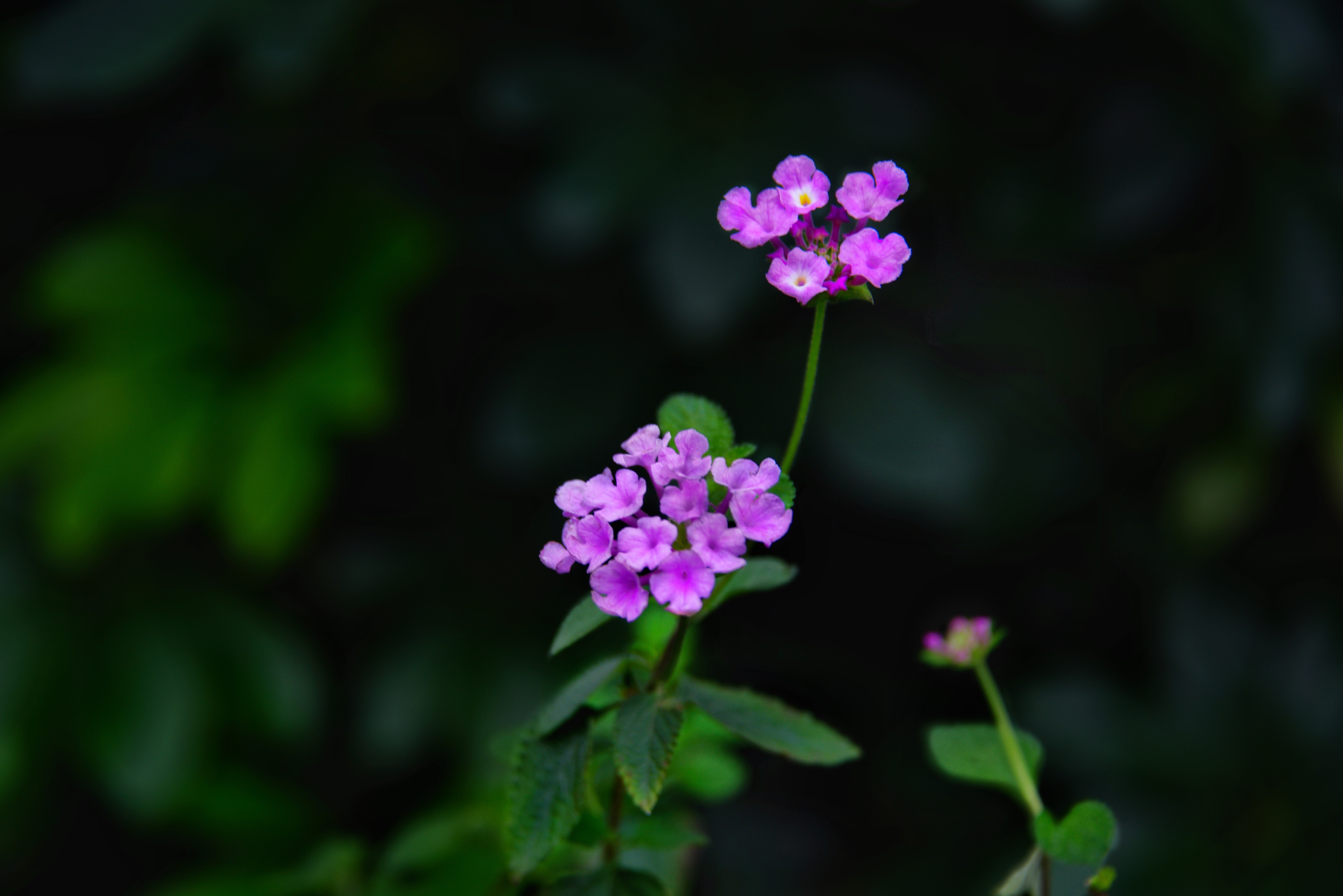 蔓马缨丹(首发)