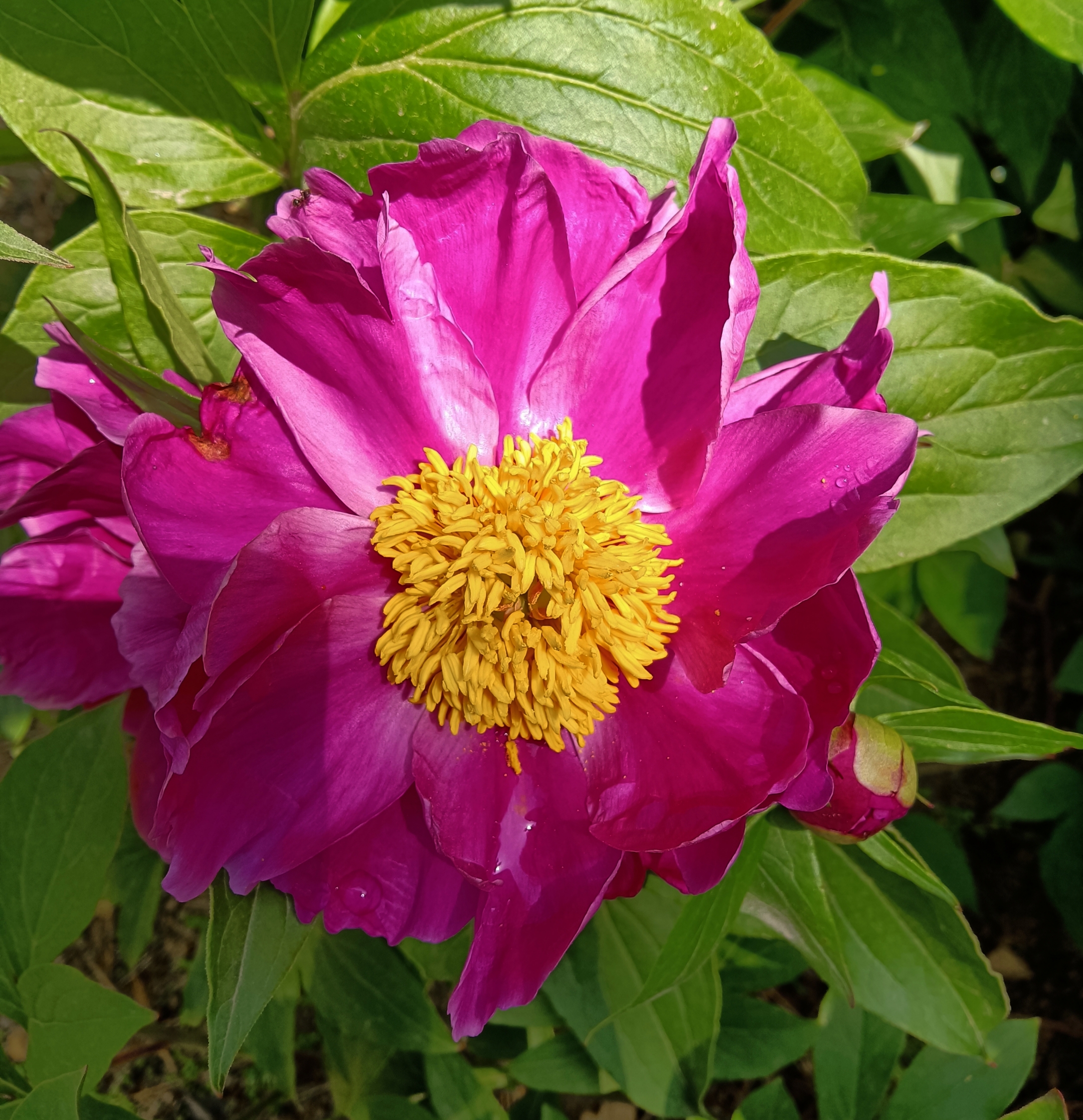 红色芍药花【首发】