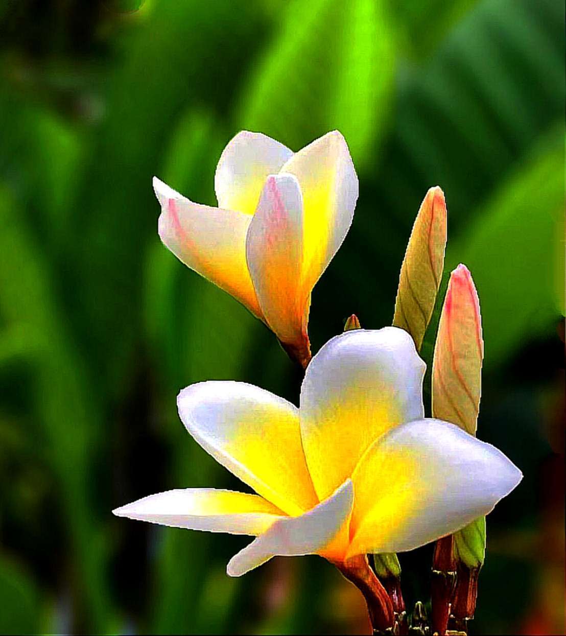 鸡蛋花(学名:plumeria rubra "acutifolia")是夹竹桃科,鸡蛋花属落叶