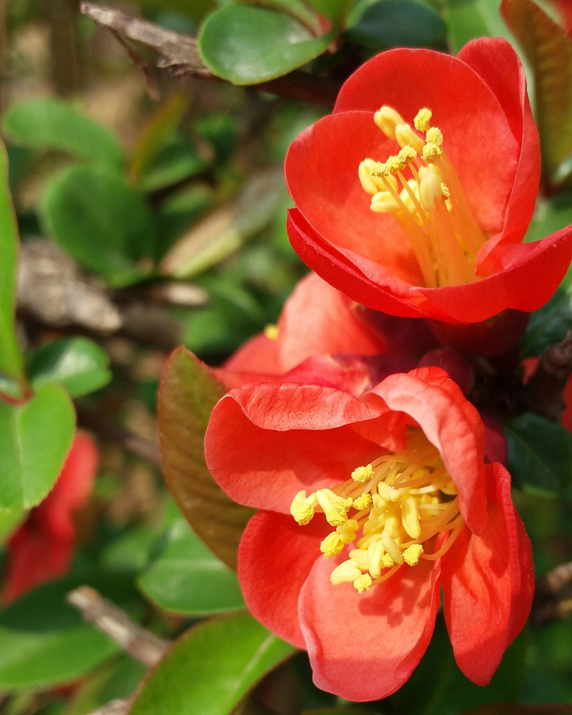 春的季节,海棠花开!#随拍