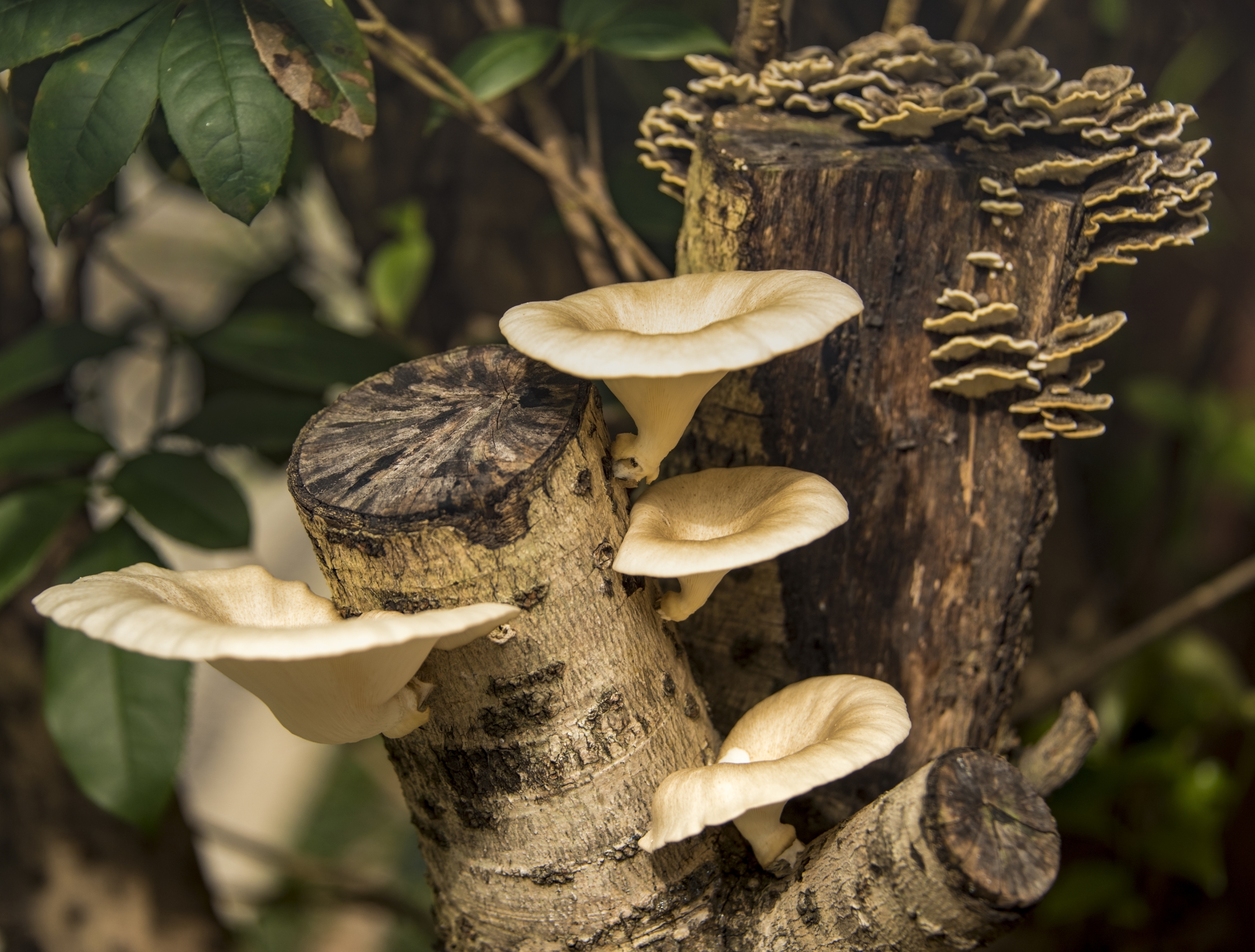 雨后桂花树上的蘑菇首发
